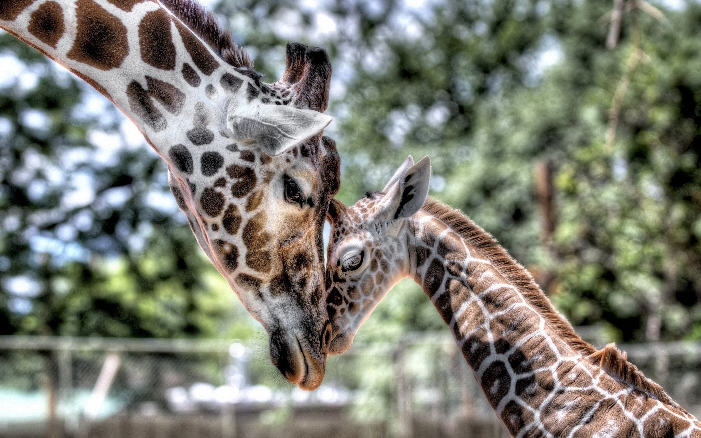 Baixar papel de parede para celular de Animais, Girafa gratuito.