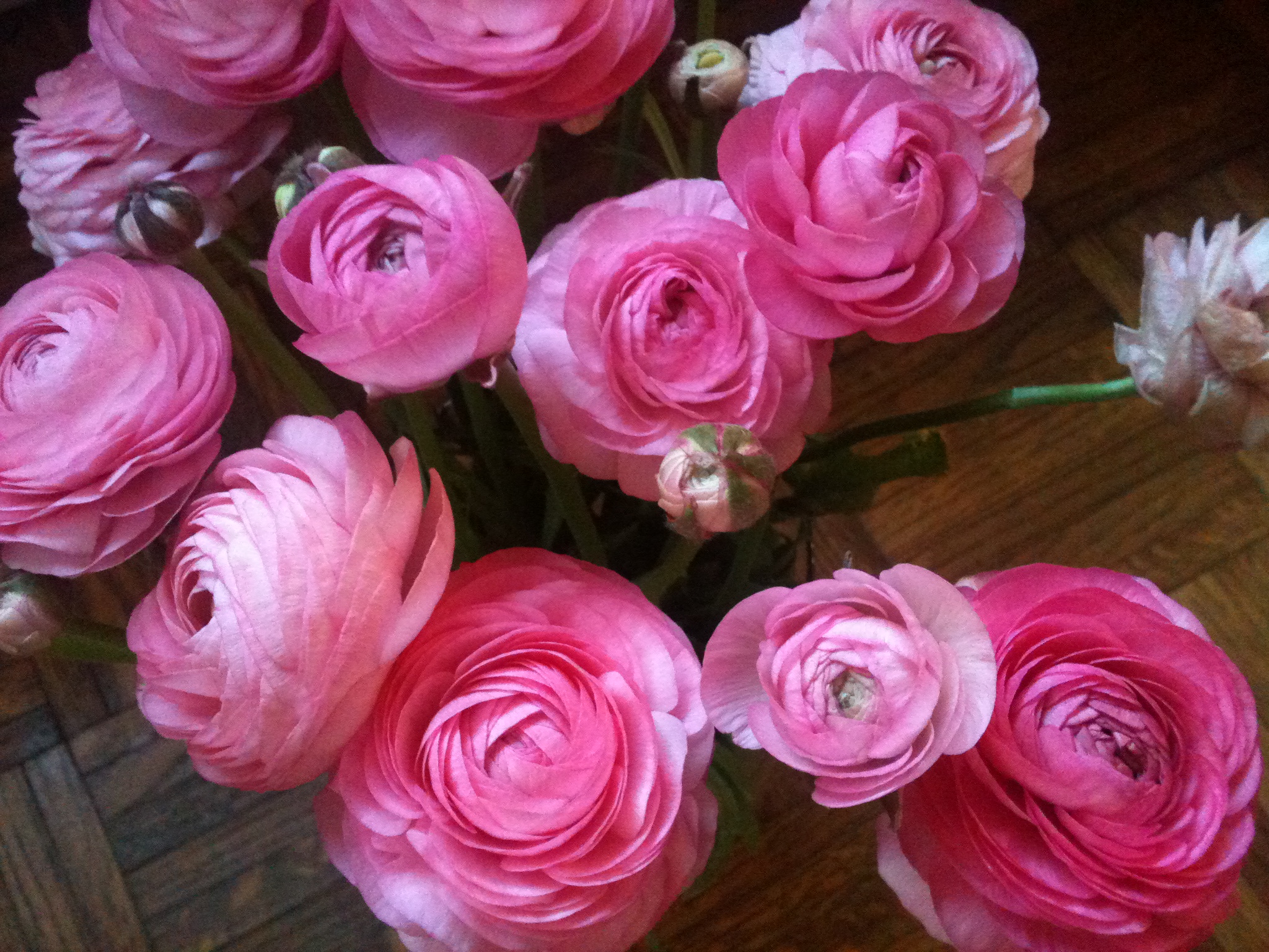 Free download wallpaper Flowers, Flower, Earth, Pink Flower, Ranuncula on your PC desktop