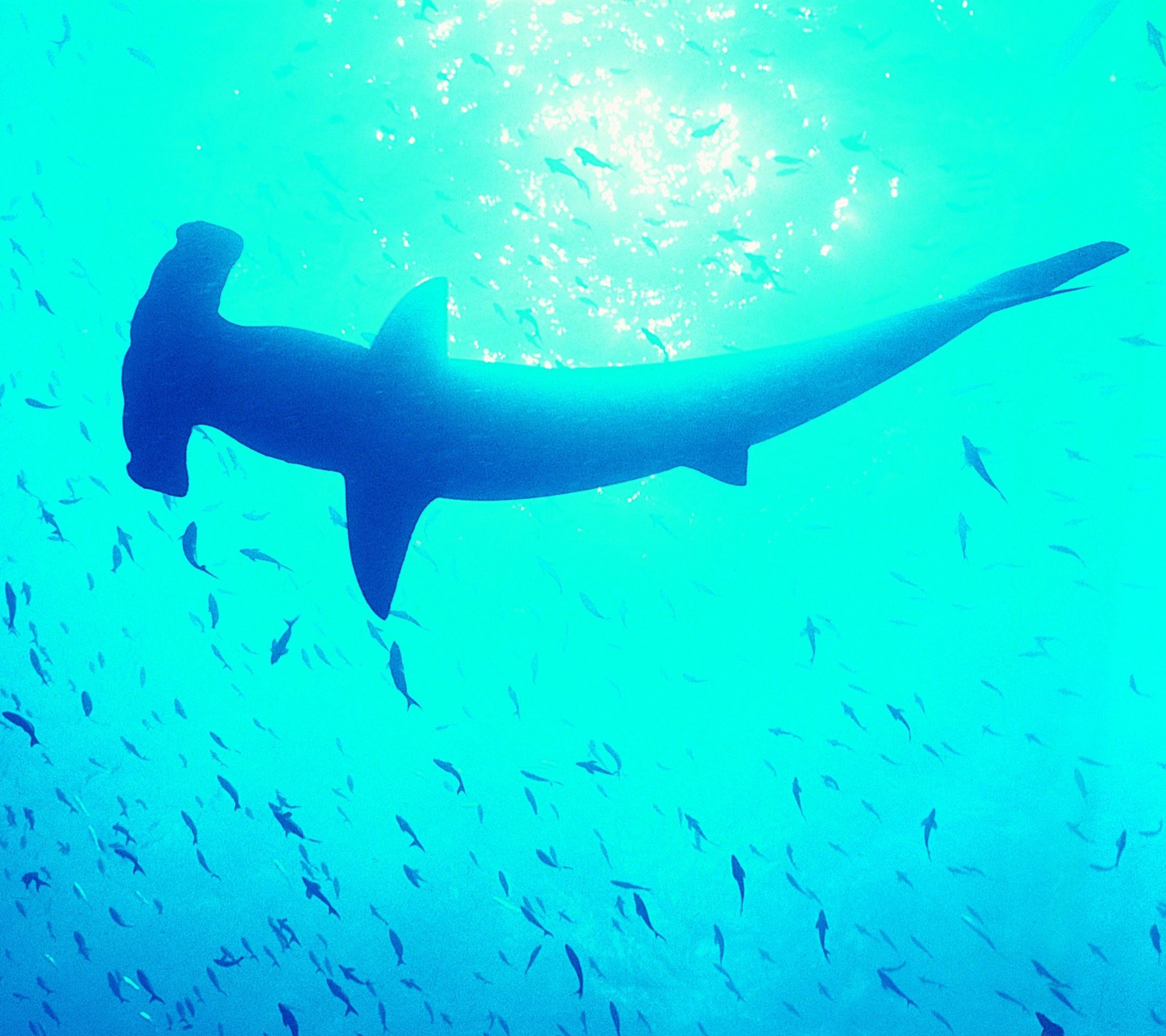 1089017 descargar fondo de pantalla animales, tiburon martillo, tiburones: protectores de pantalla e imágenes gratis