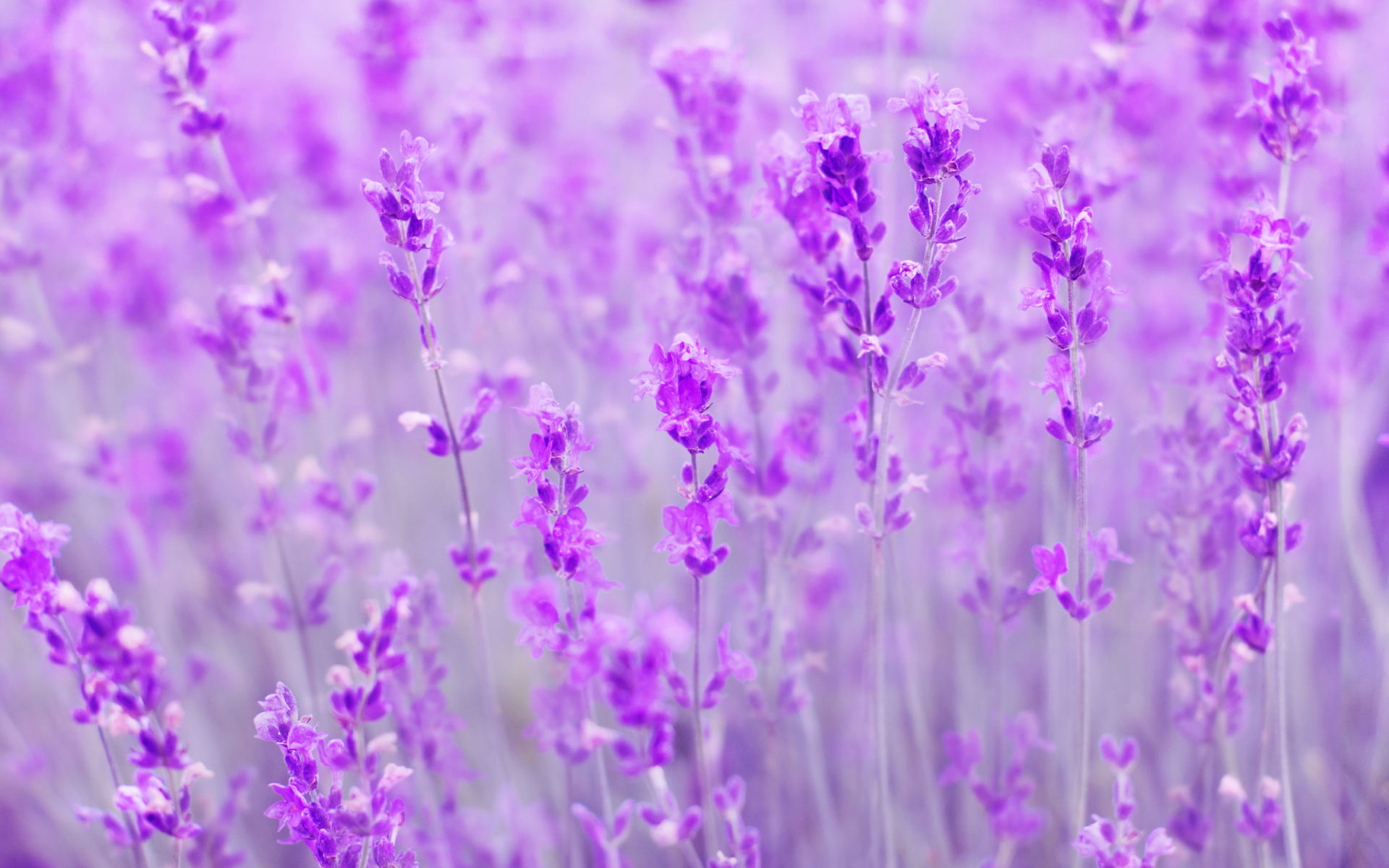 Download mobile wallpaper Flowers, Flower, Close Up, Earth, Lavender, Purple Flower for free.
