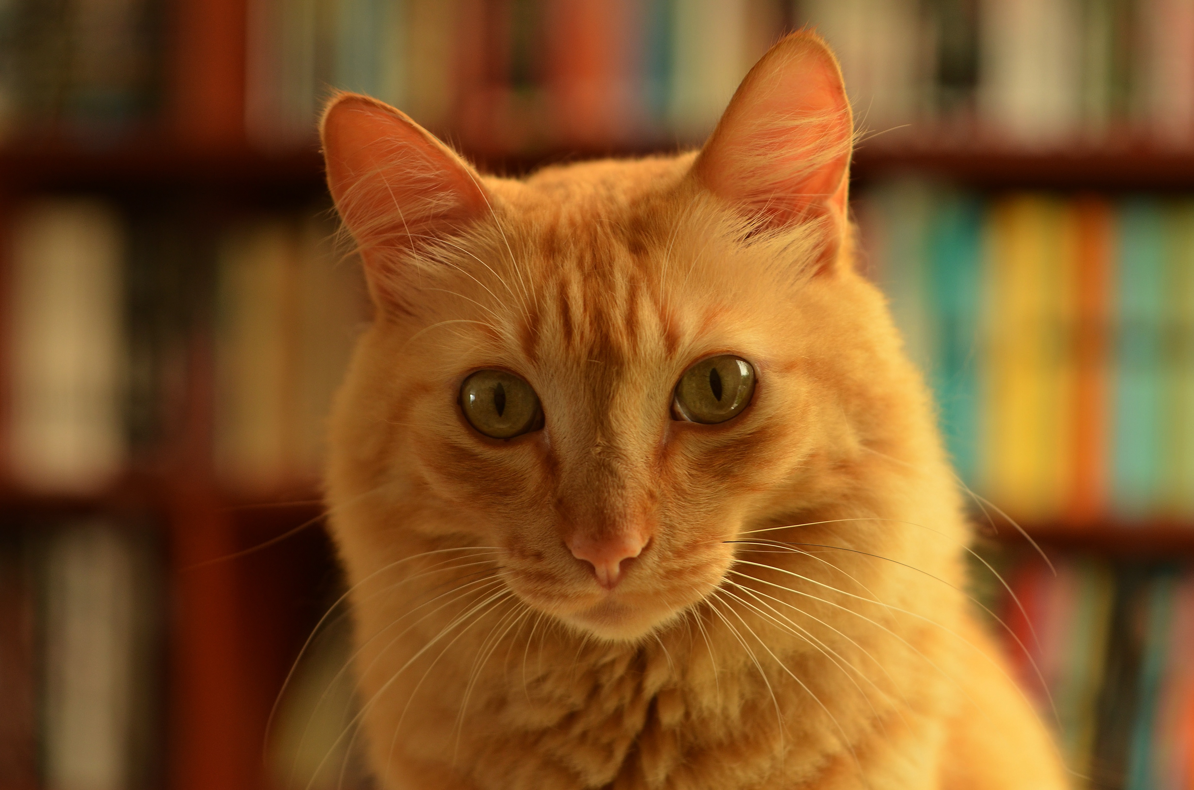 Baixe gratuitamente a imagem Animais, Gatos, Gato na área de trabalho do seu PC