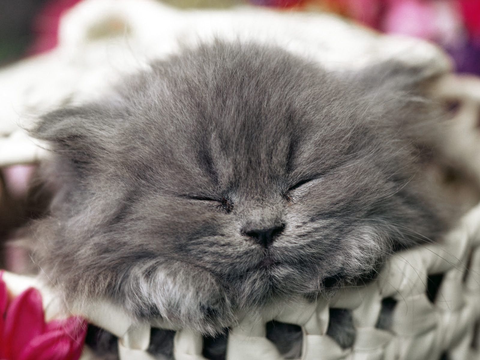 Laden Sie das Schlafen, Traum, Schnauze, Tiere, Kätzchen-Bild kostenlos auf Ihren PC-Desktop herunter