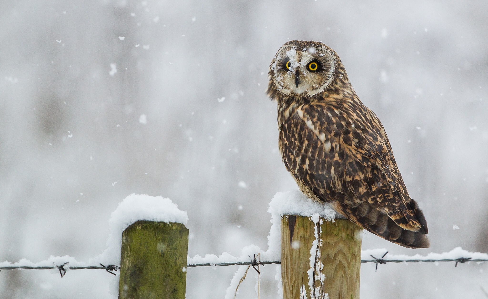 Free download wallpaper Birds, Owl, Animal on your PC desktop