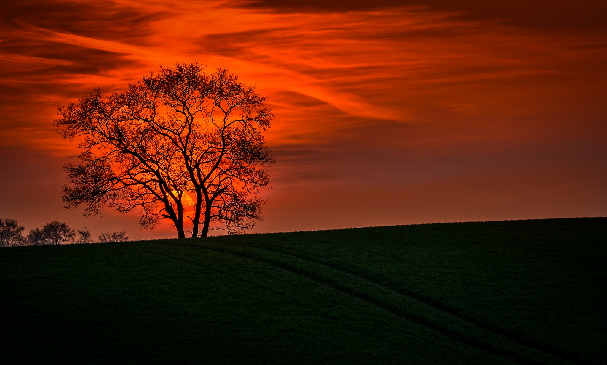 Handy-Wallpaper Landschaft, Natur, Wolke, Sonnenuntergang, Erde/natur, Orange Farbe), Einsamer Baum kostenlos herunterladen.