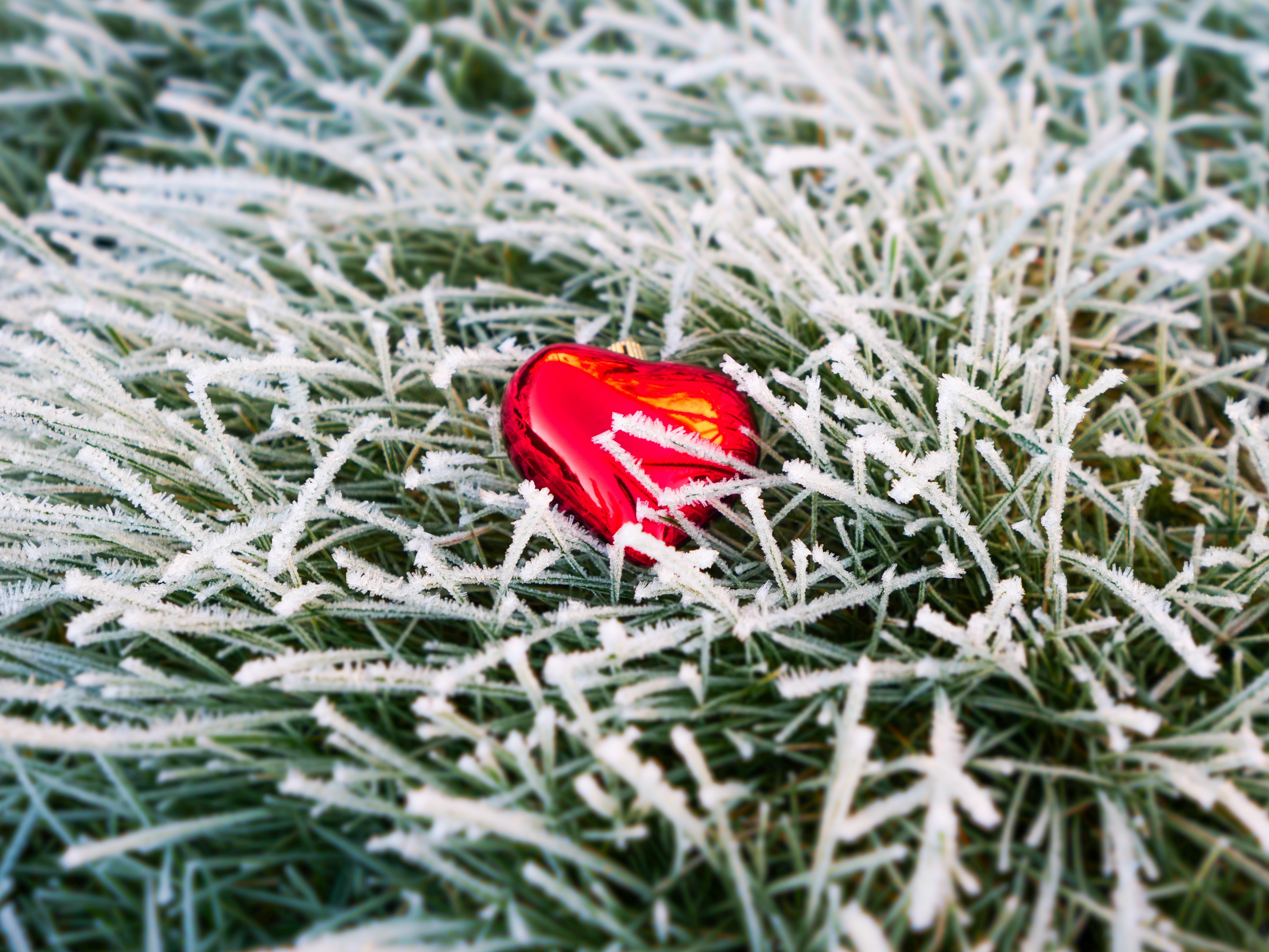 Download mobile wallpaper Frost, Hoarfrost, Grass, Heart, Love for free.