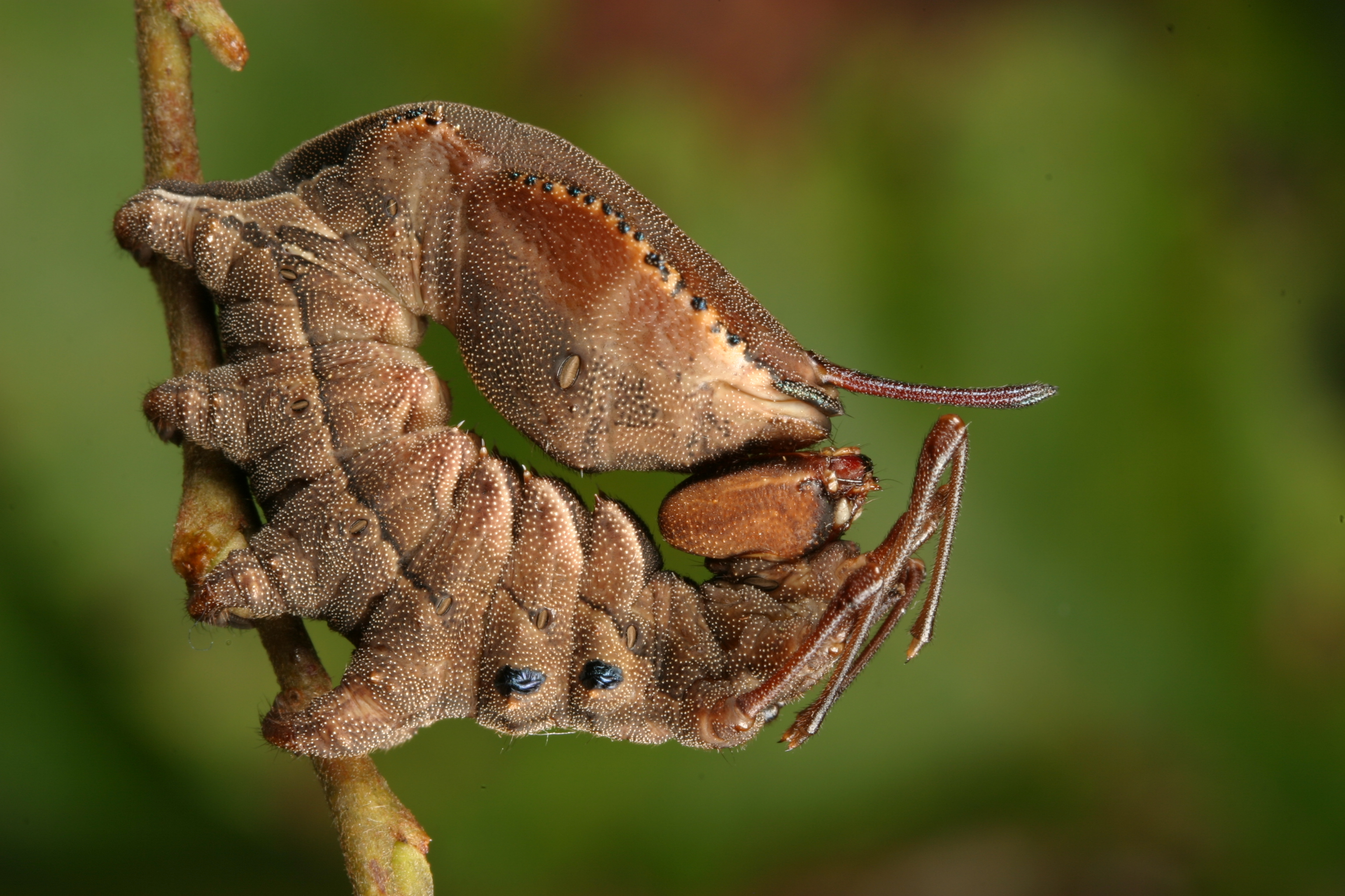 Téléchargez gratuitement l'image Insecte, Animaux sur le bureau de votre PC