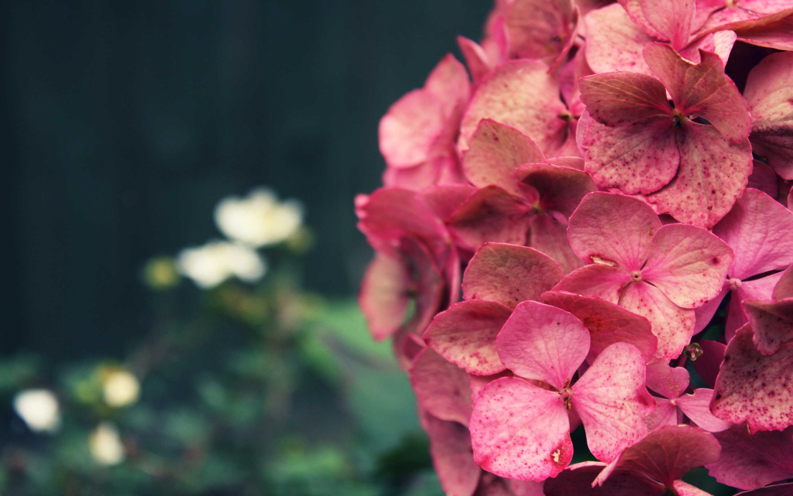 Download mobile wallpaper Hydrangea, Red Flower, Pink Flower, Flowers, Flower, Earth for free.