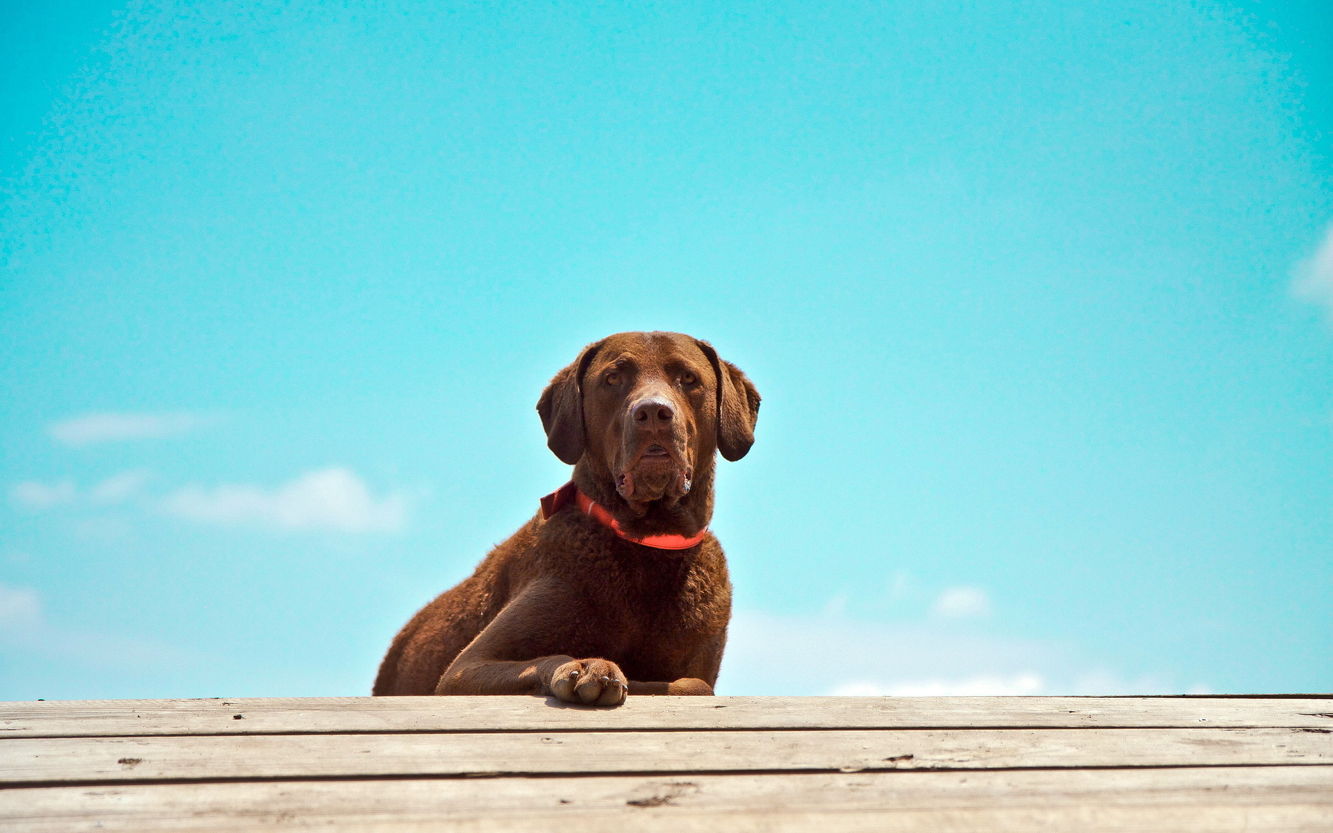 Handy-Wallpaper Hunde, Hund, Tiere kostenlos herunterladen.