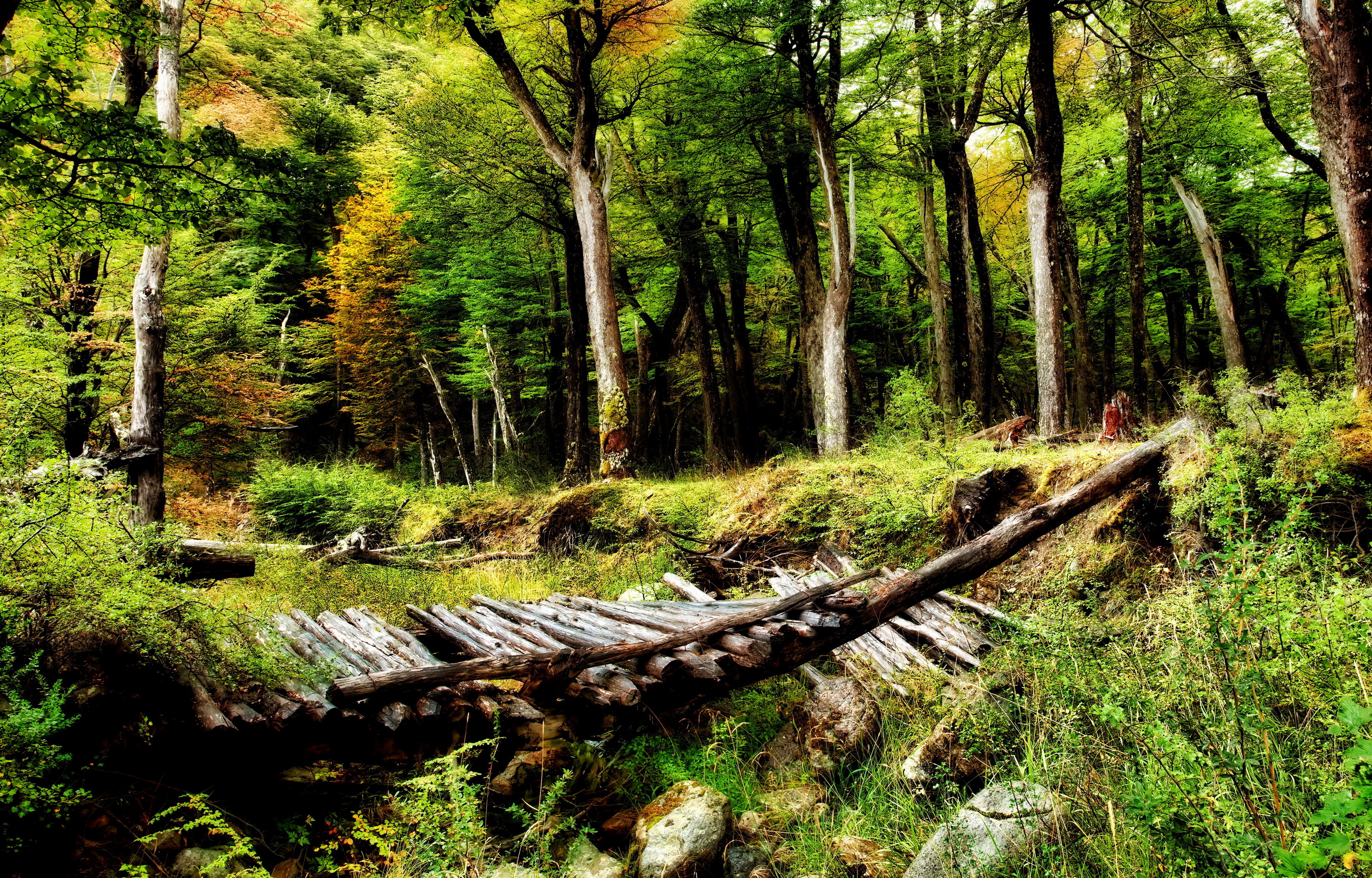 Laden Sie das Natur, Herbst, Holz, Wald, Baum, Brücke, Szene, Erde/natur, Planze-Bild kostenlos auf Ihren PC-Desktop herunter