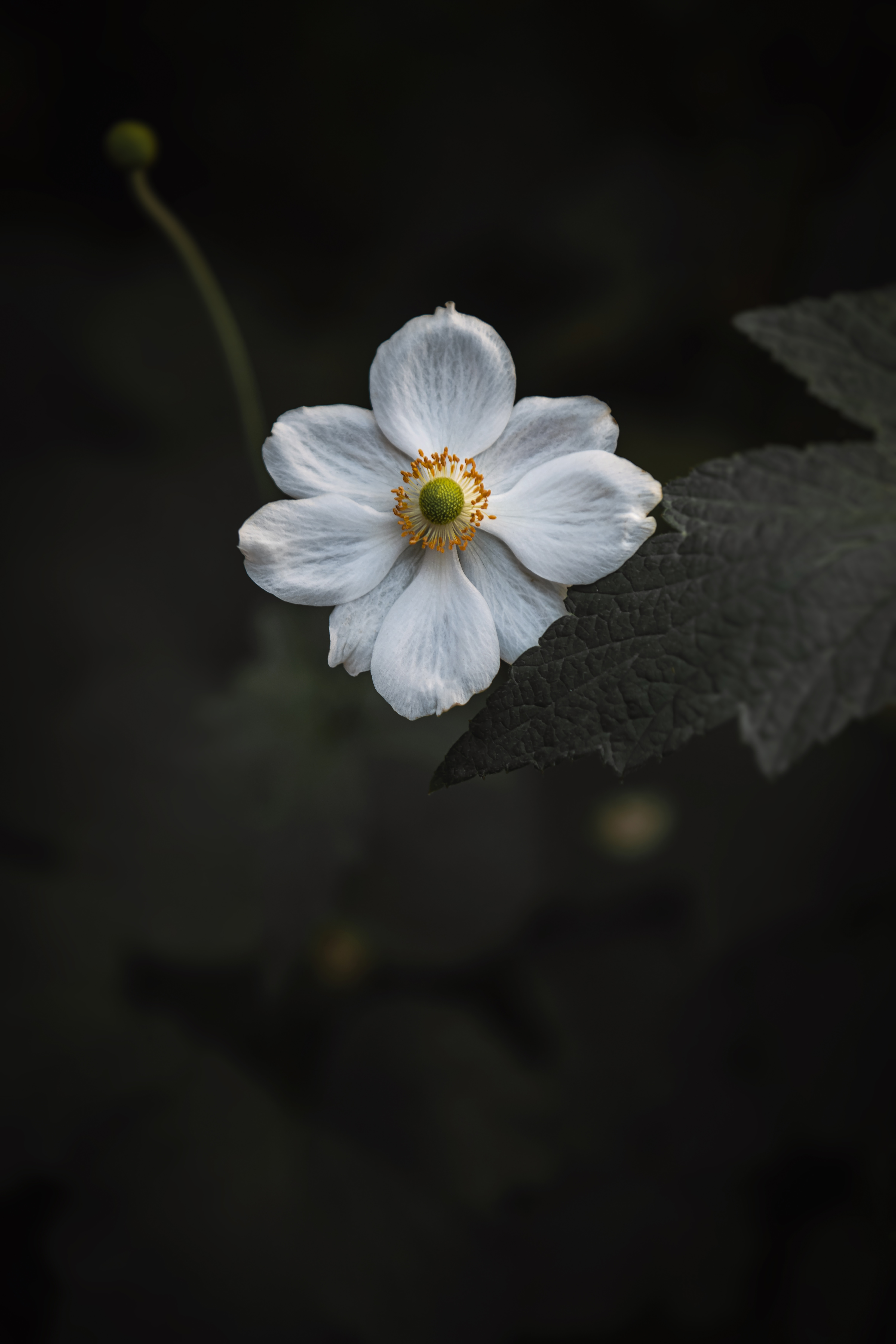 Free download wallpaper Flowers, Macro, Anemone, Close Up, Flowering, Bloom, Flower on your PC desktop