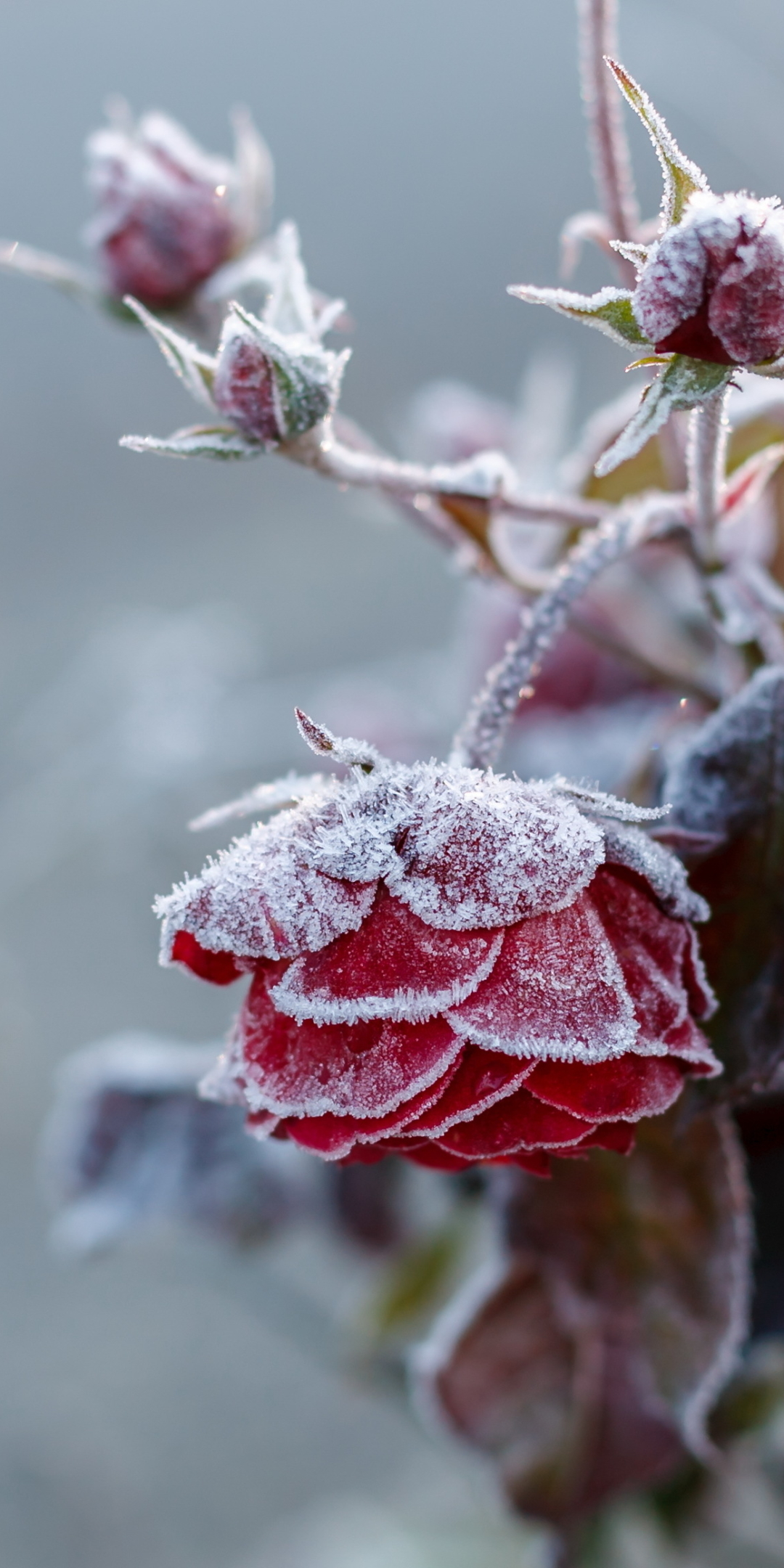 Download mobile wallpaper Nature, Flowers, Flower, Rose, Earth, Frost, Red Flower for free.