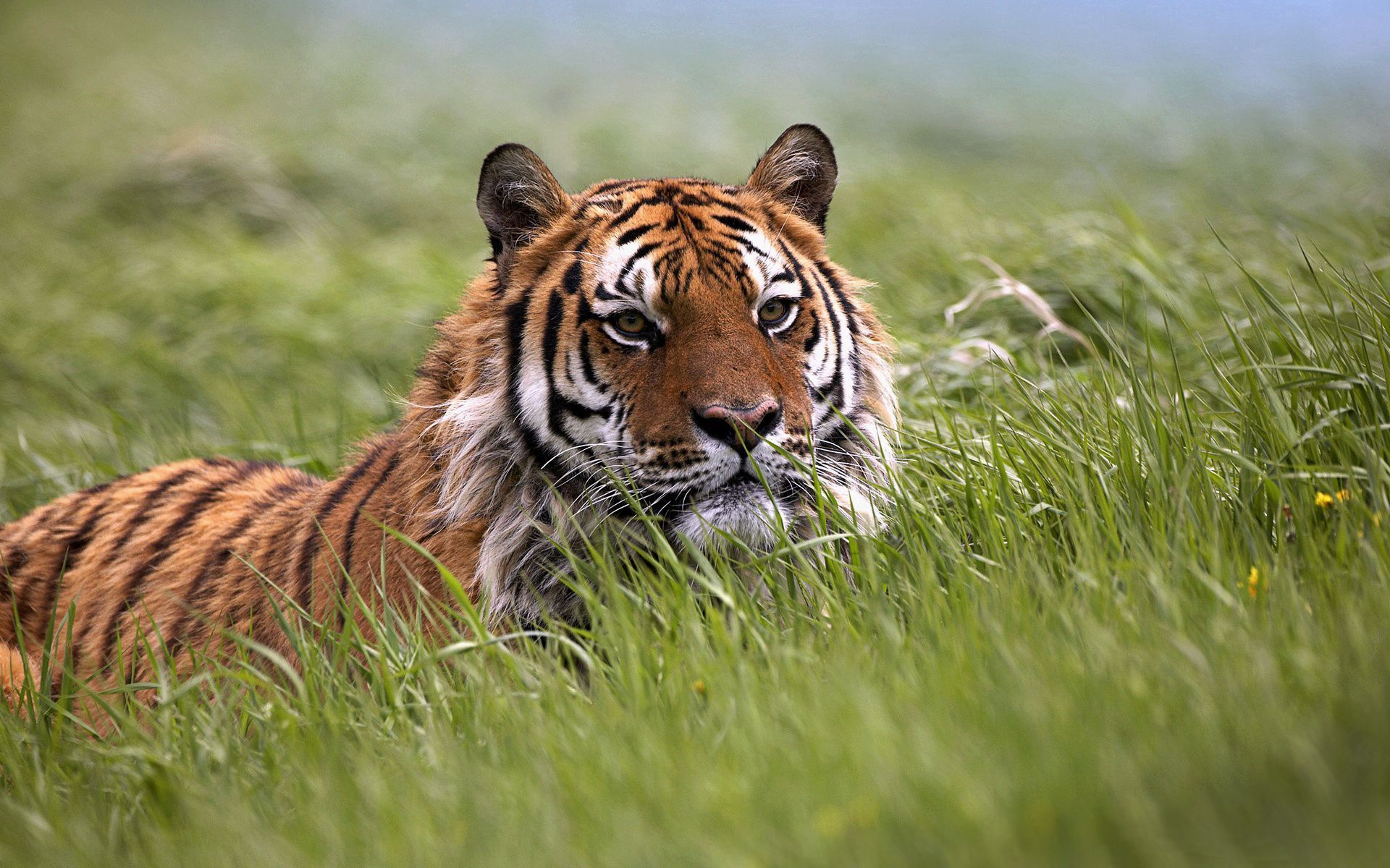 68390 скачать обои тигр, животные, трава, морда, прятаться - заставки и картинки бесплатно