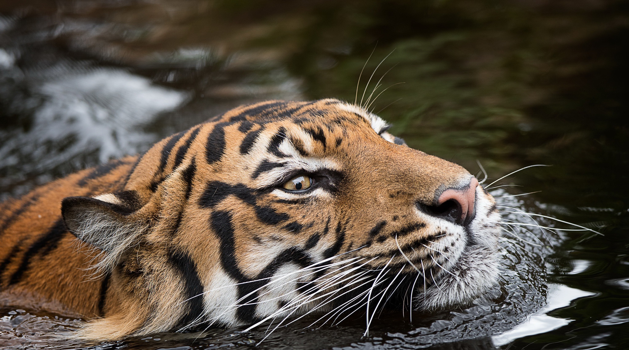 Descarga gratuita de fondo de pantalla para móvil de Animales, Gatos, Agua, Tigre.