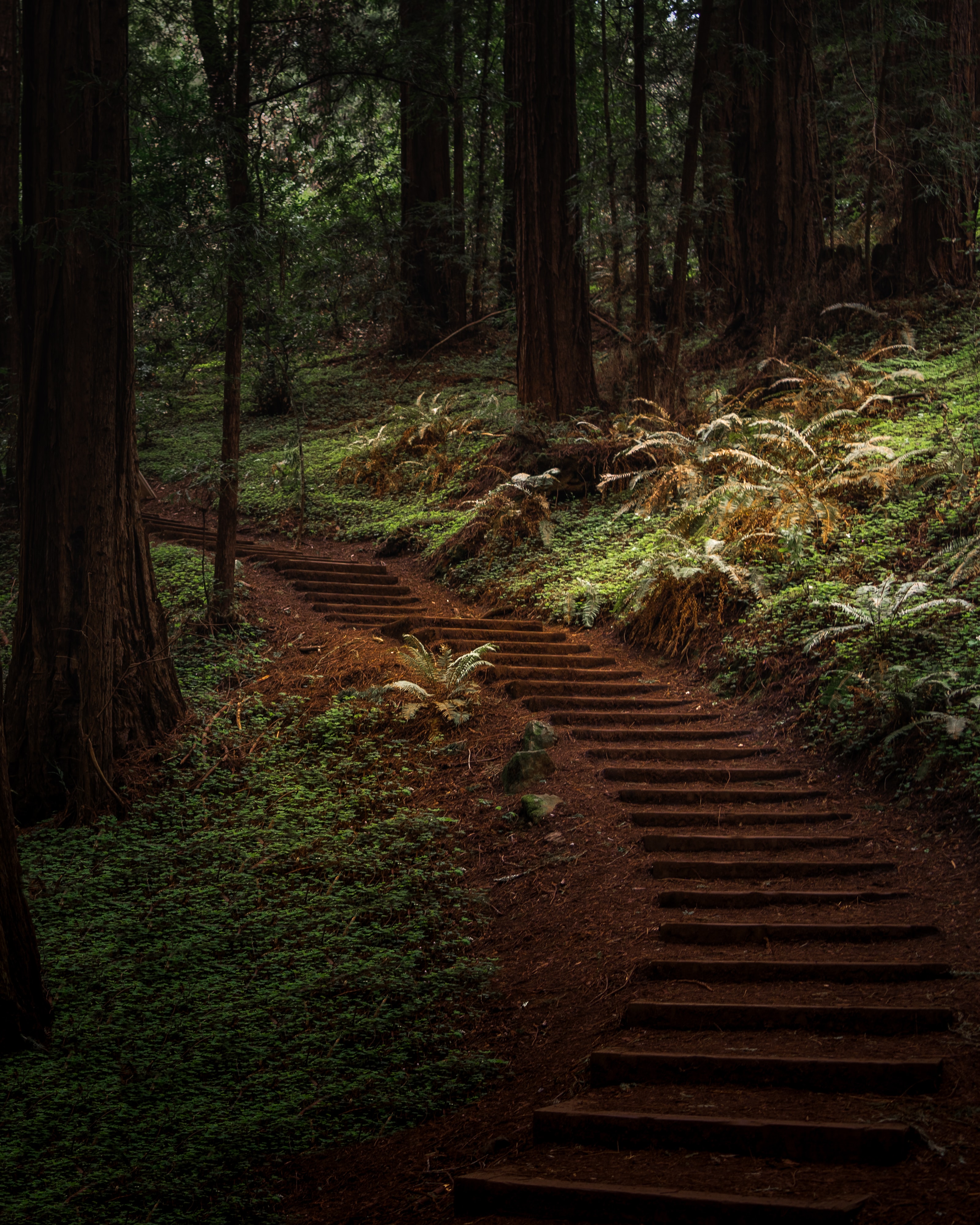 path, nature, trees, forest, greens, trail Full HD