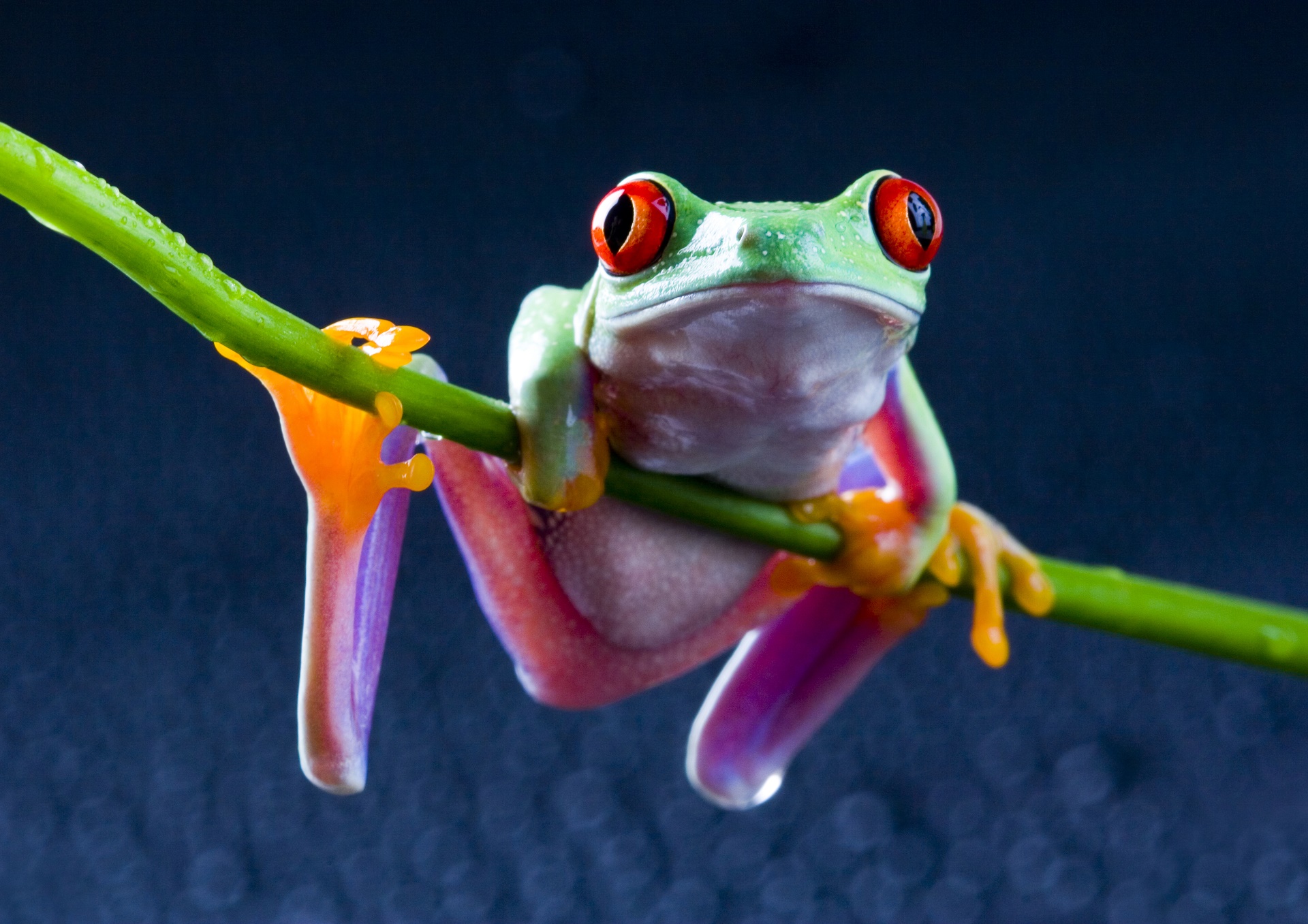 Free download wallpaper Frogs, Animal, Tree Frog, Red Eyed Tree Frog on your PC desktop