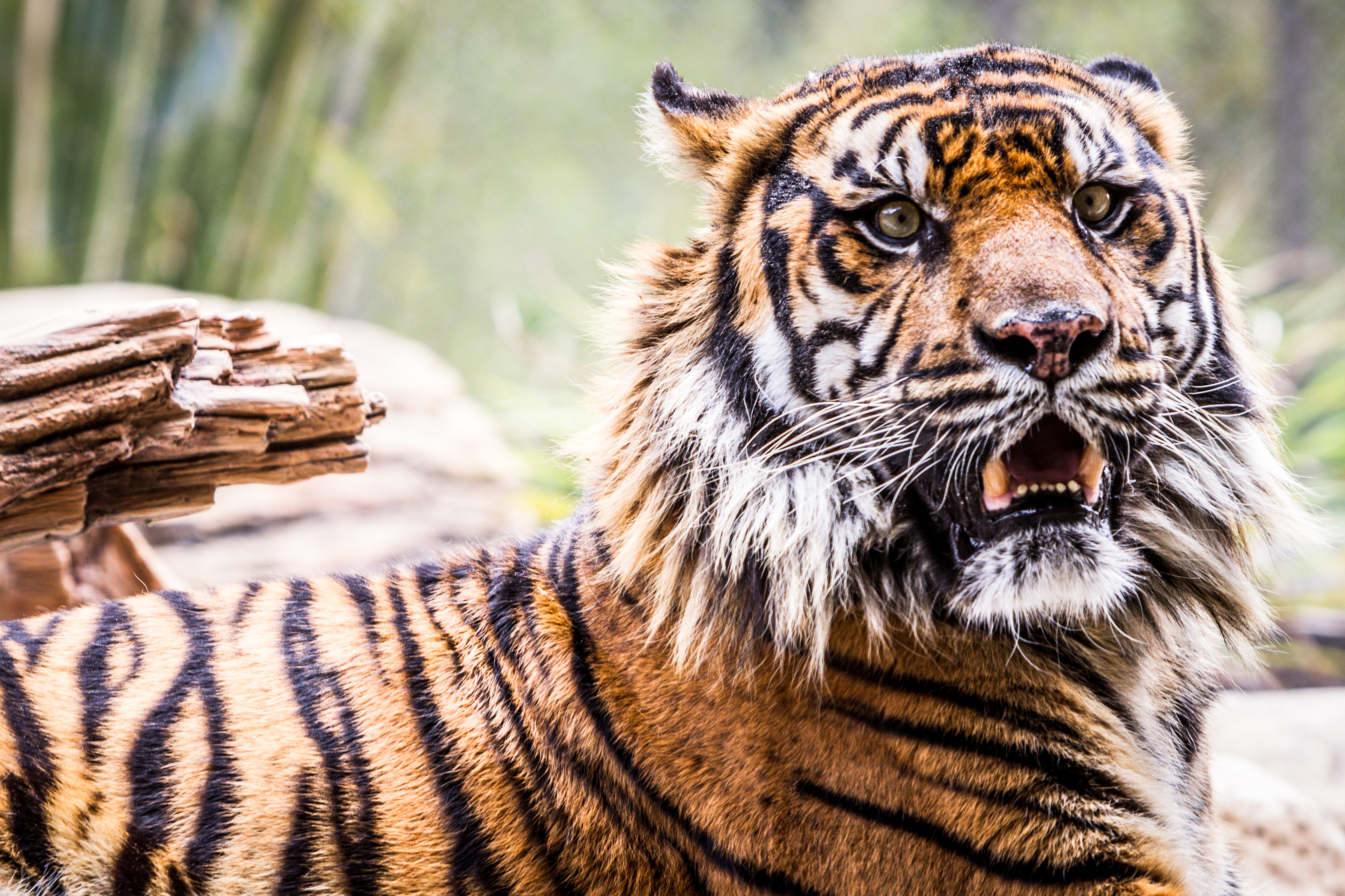 Descarga gratuita de fondo de pantalla para móvil de Gatos, Animales, Tigre.