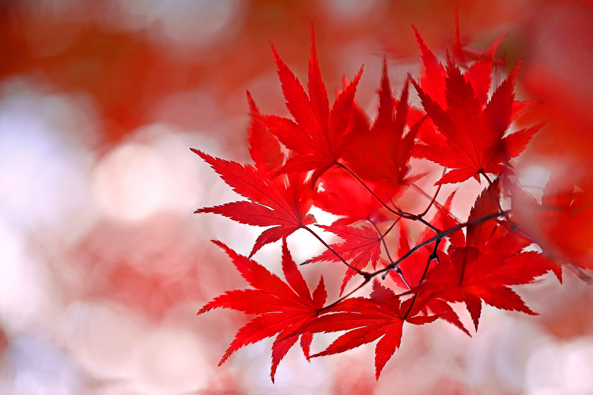 Download mobile wallpaper Leaf, Fall, Earth, Bokeh for free.