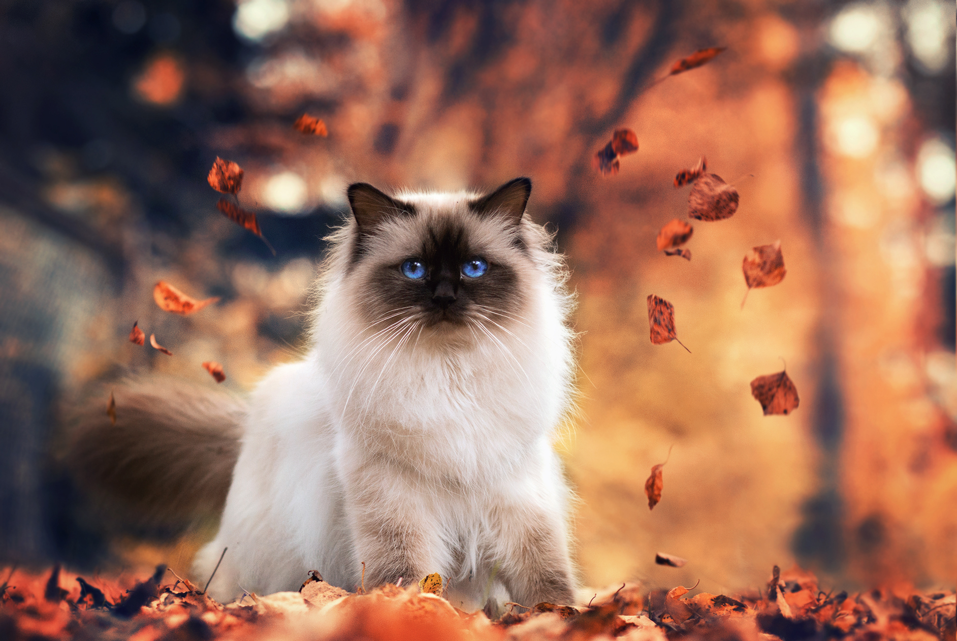 394660 Hintergrundbilder und Himalaya Katze Bilder auf dem Desktop. Laden Sie  Bildschirmschoner kostenlos auf den PC herunter