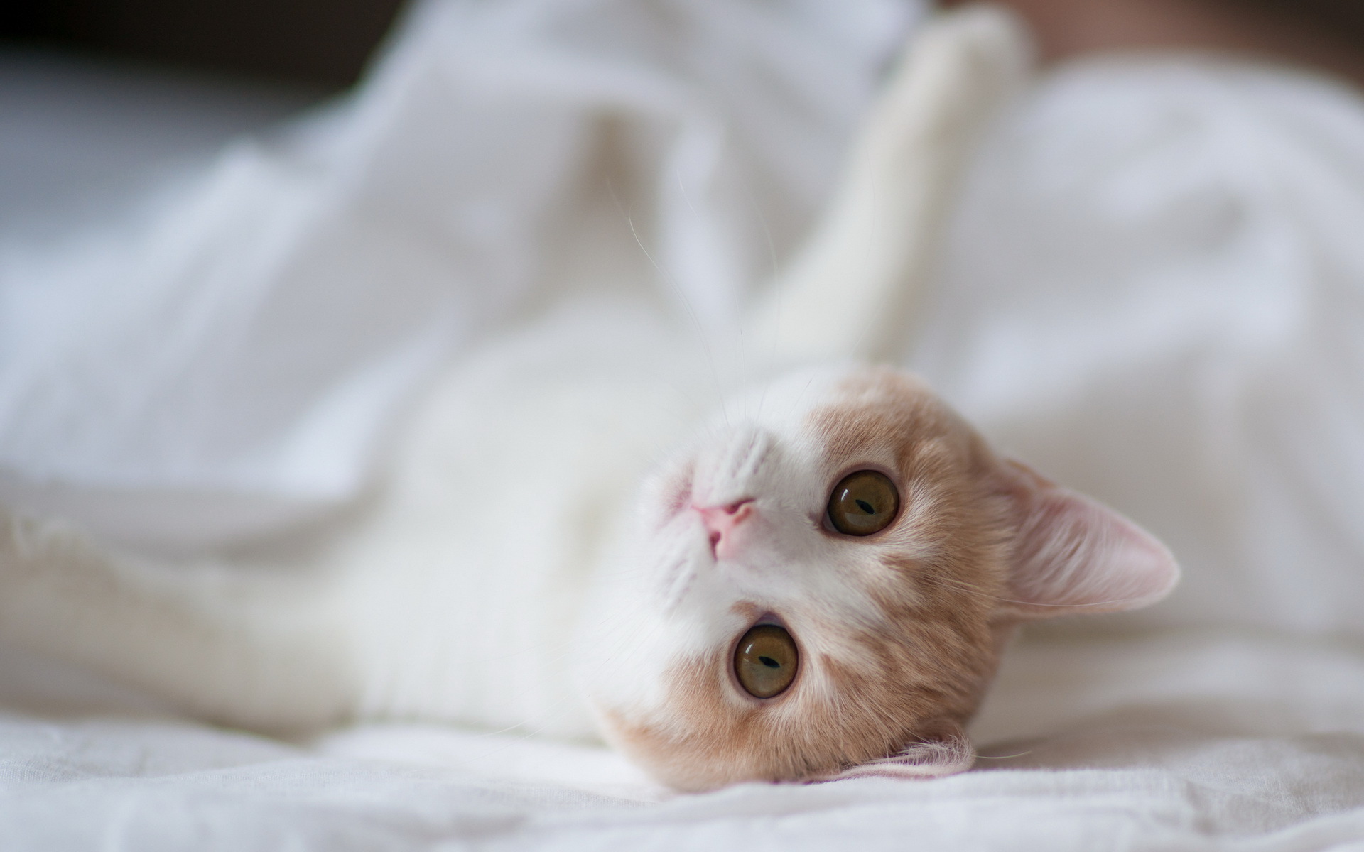 Téléchargez des papiers peints mobile Animaux, Chat gratuitement.