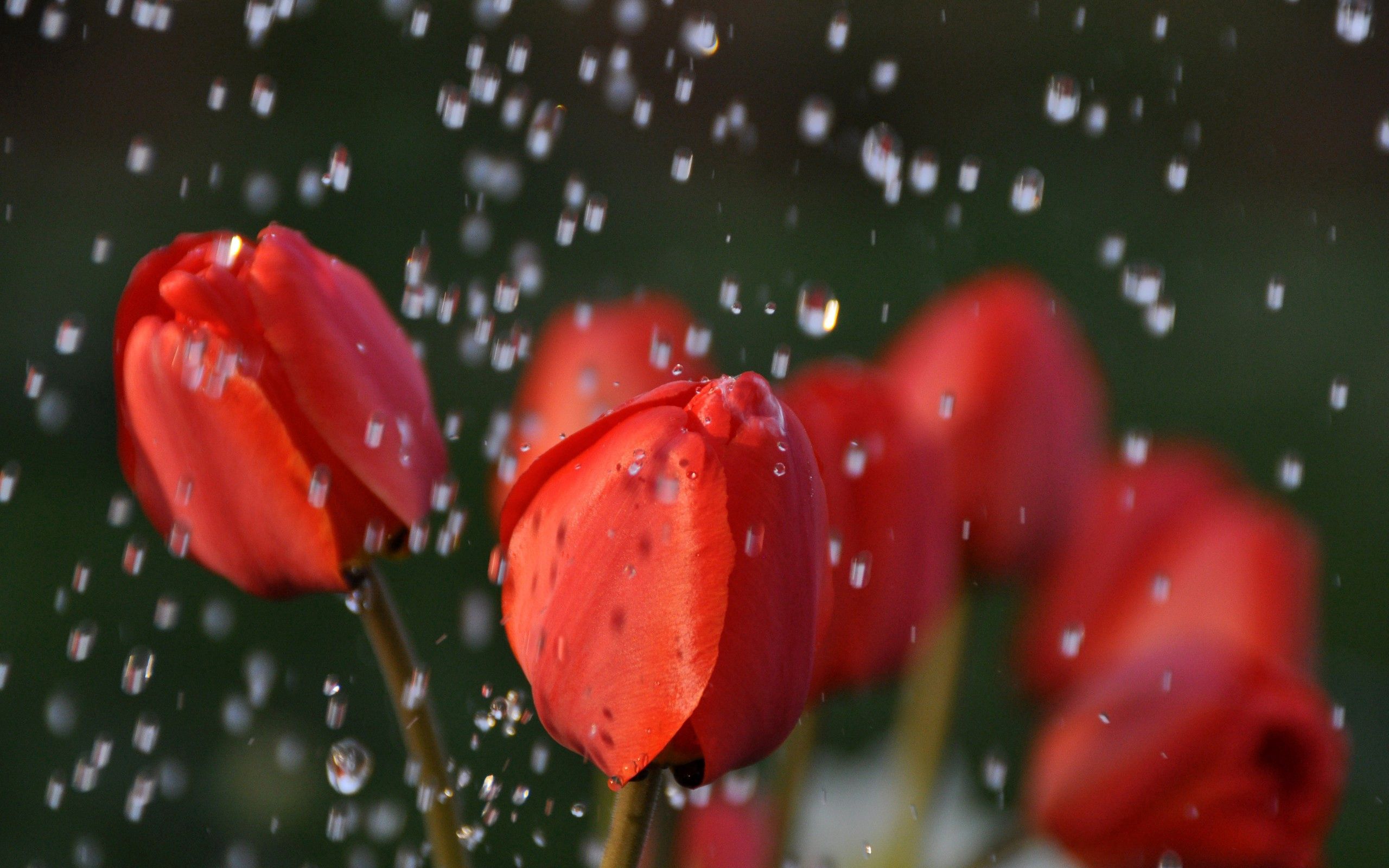 Download mobile wallpaper Macro, Bouquet, Buds, Drops, Tulips for free.