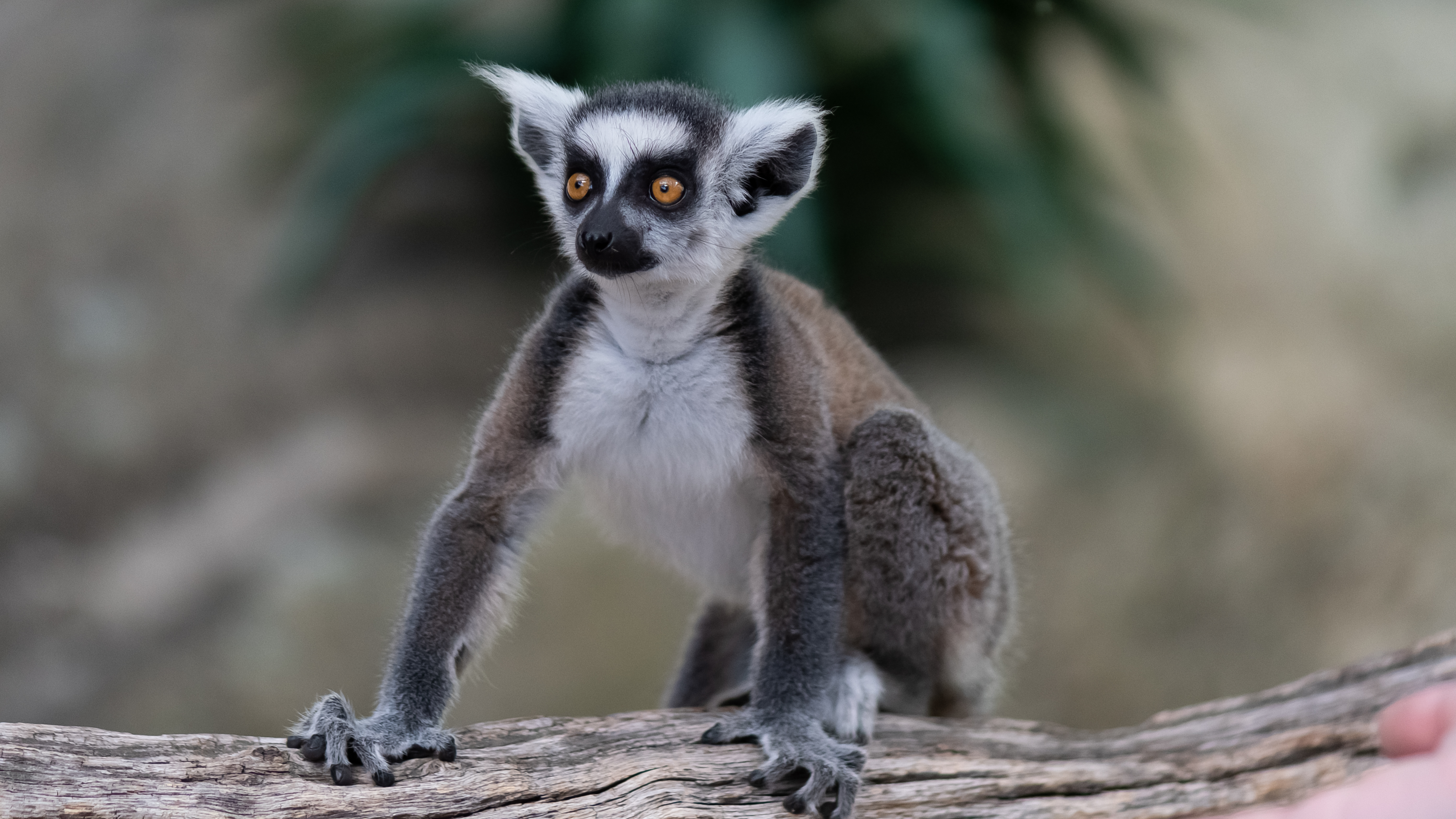 Handy-Wallpaper Lemur, Tier, Sicht, Tiere, Meinung, Komisch, Lustig kostenlos herunterladen.