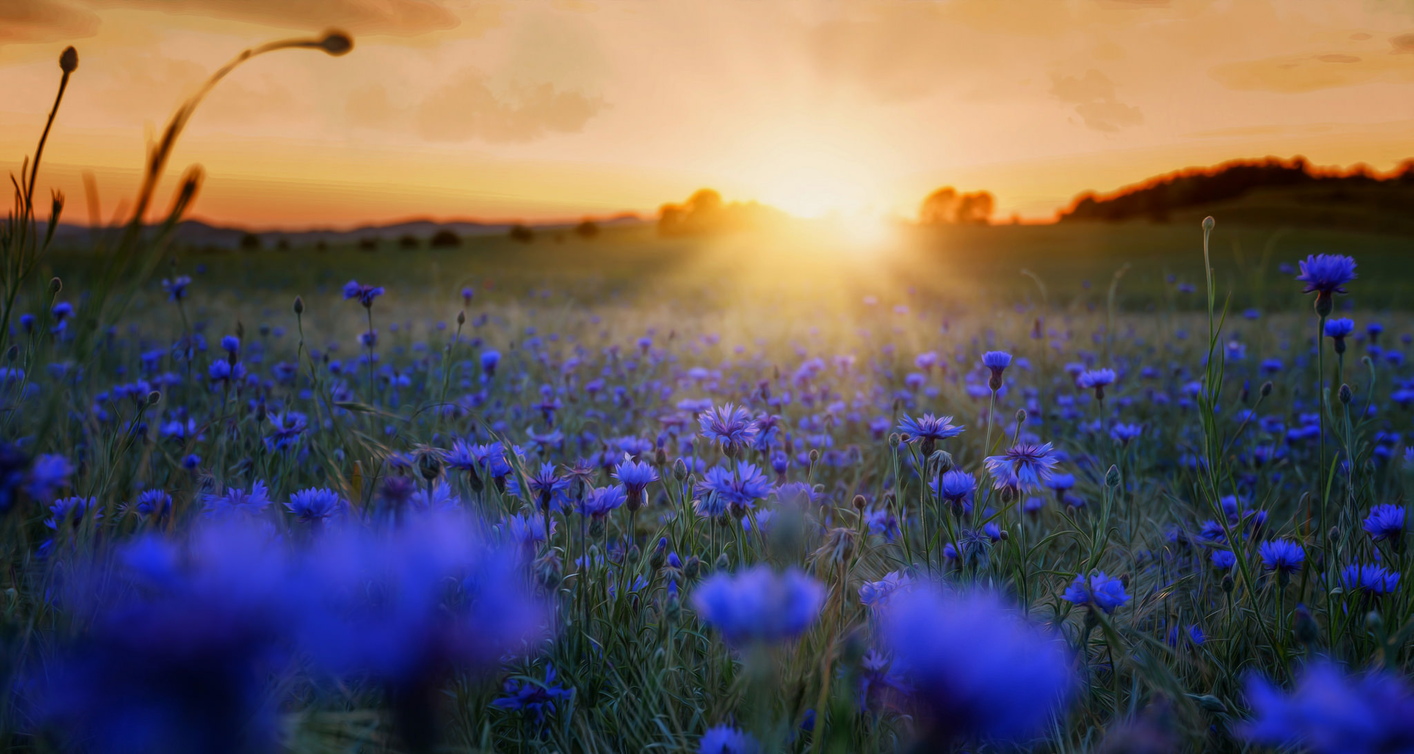 Free download wallpaper Landscape, Nature, Flowers, Flower, Earth, Field, Sunbeam, Blue Flower on your PC desktop