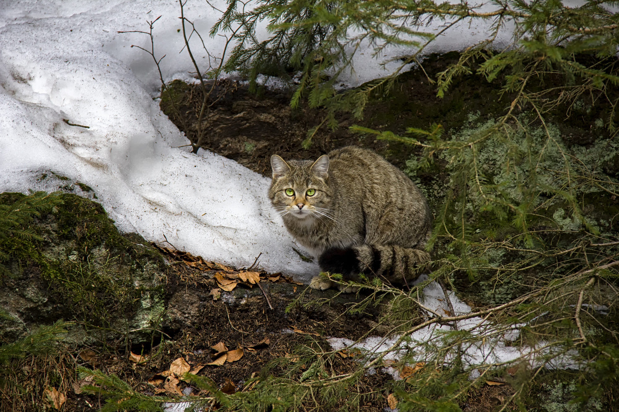 Скачати мобільні шпалери Кішка, Тварина, Коти безкоштовно.