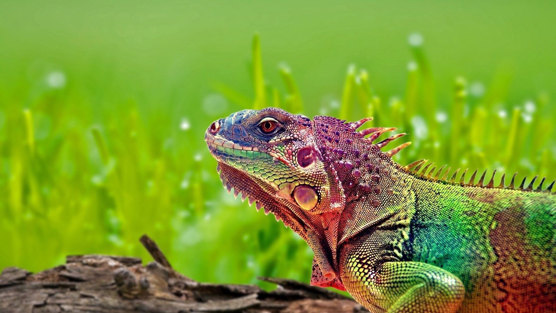 Popular Iguana Phone background
