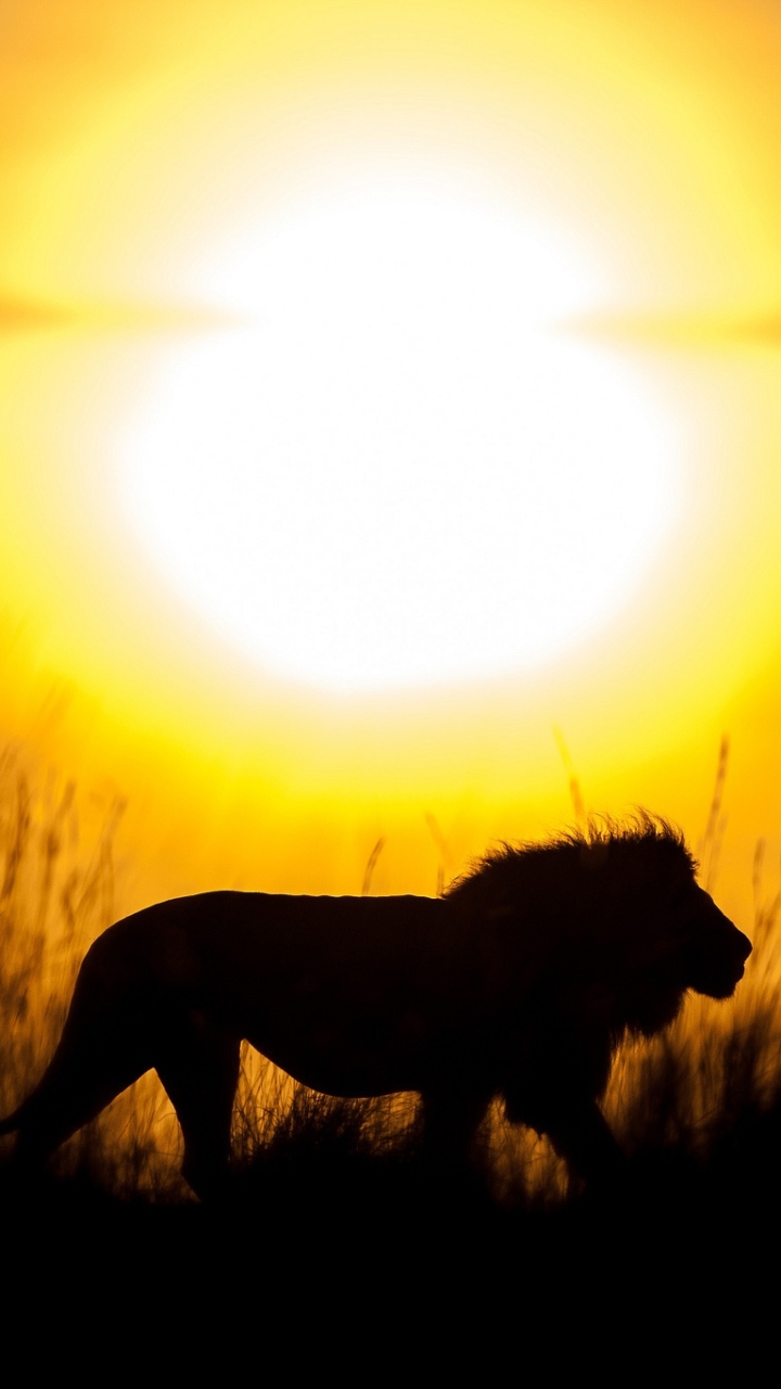 無料モバイル壁紙動物, ライオン, シルエット, 猫, 太陽をダウンロードします。