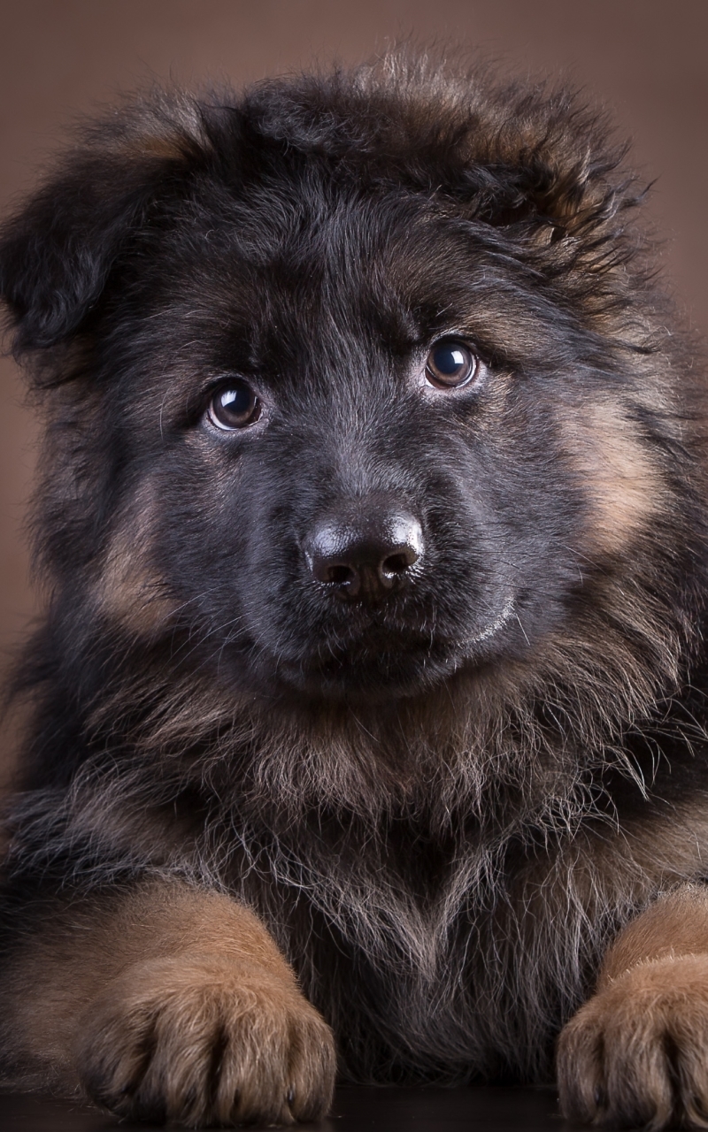 Download mobile wallpaper Dogs, Dog, Animal, Puppy, Cute, German Shepherd for free.