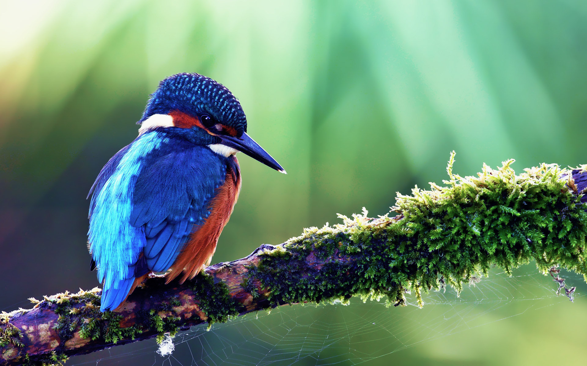 Handy-Wallpaper Tiere, Eisvogel kostenlos herunterladen.