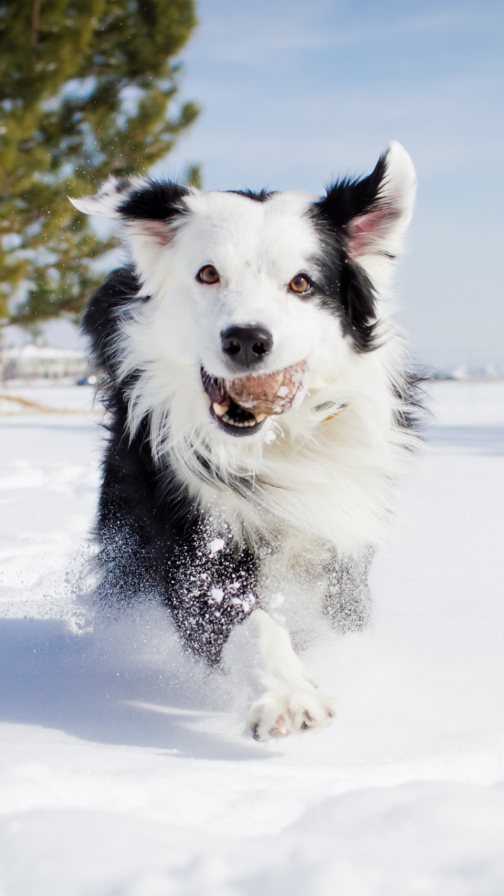 Handy-Wallpaper Tiere, Winter, Hunde, Schnee, Hund, Border Collie kostenlos herunterladen.