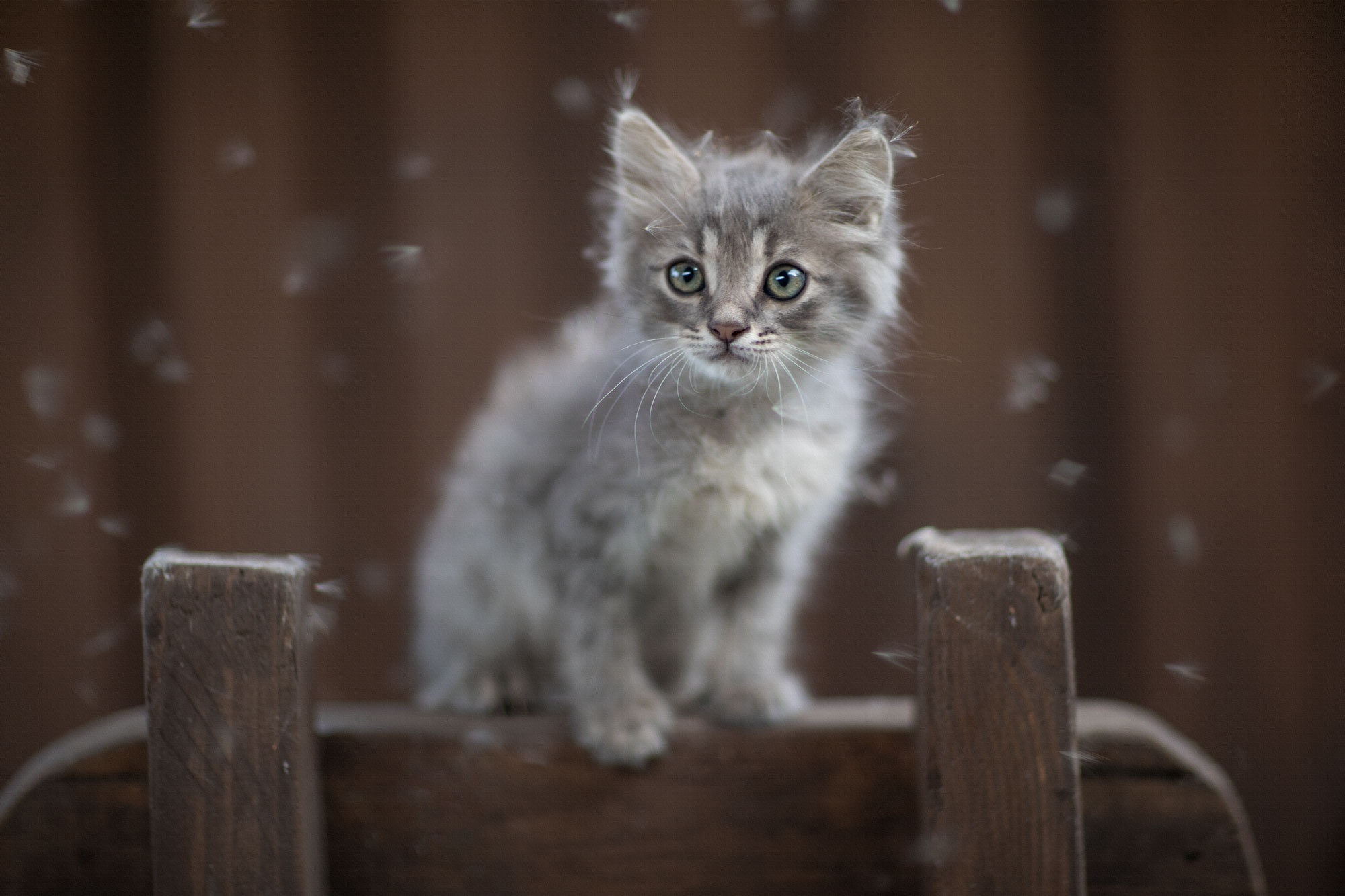 無料モバイル壁紙動物, ネコ, 猫, 子猫, 赤ちゃん動物をダウンロードします。