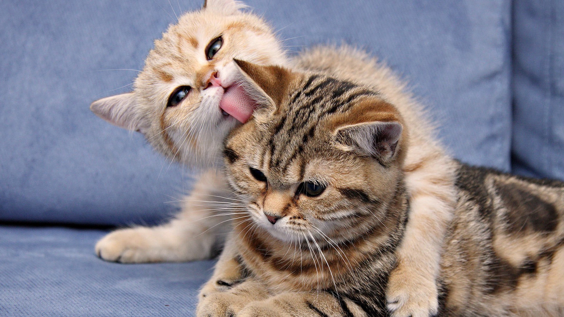 Скачать обои бесплатно Кошки (Коты Котики), Животные картинка на рабочий стол ПК