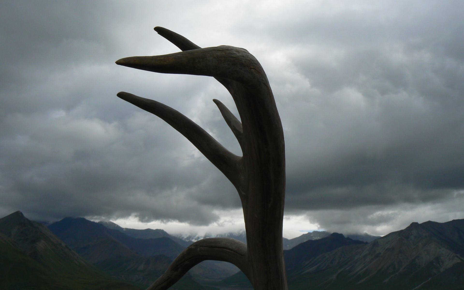 photography, antler