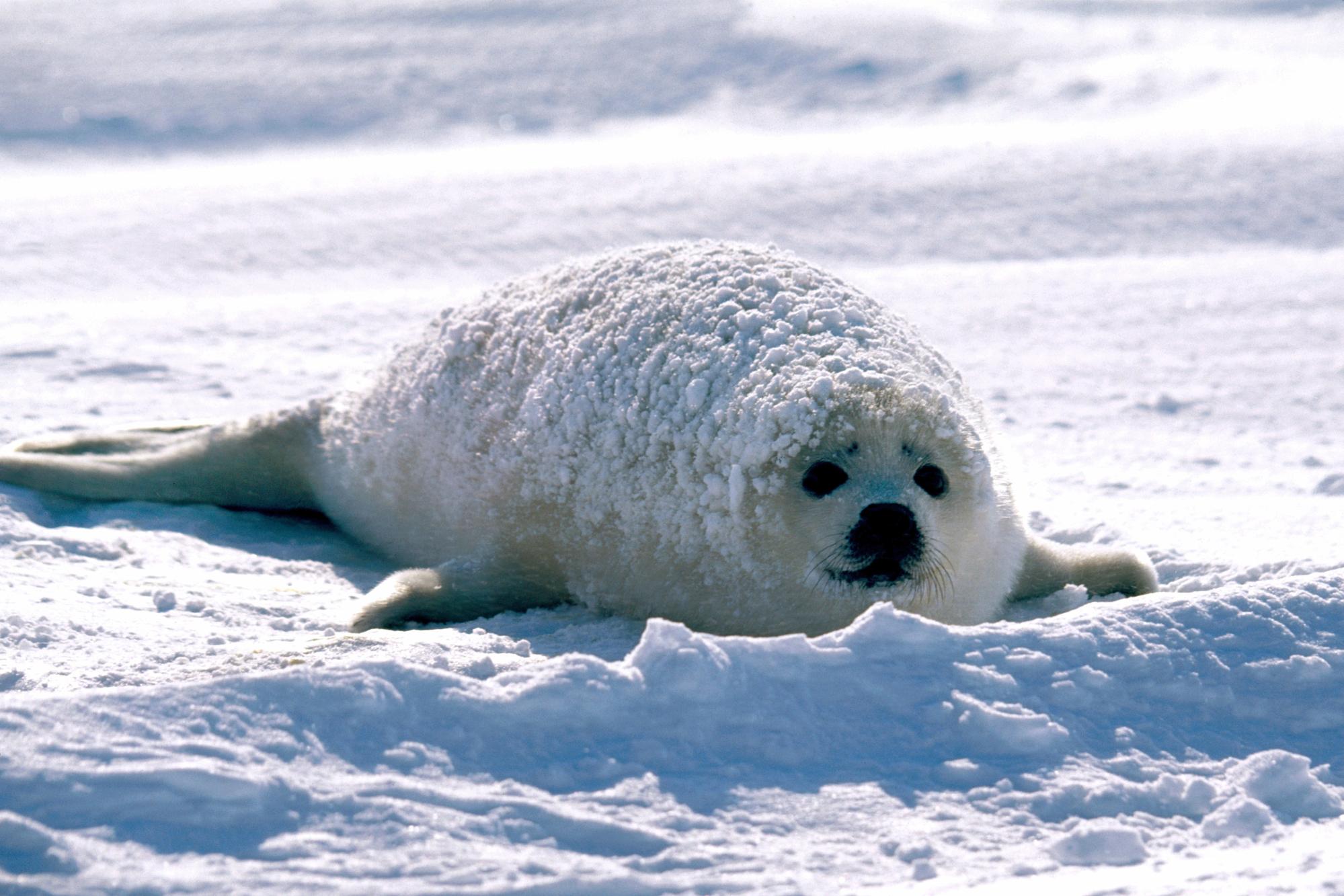 251984 descargar fondo de pantalla animales, foca, focas: protectores de pantalla e imágenes gratis