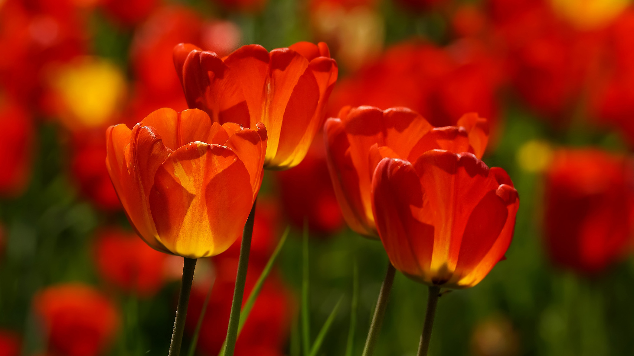 Descarga gratuita de fondo de pantalla para móvil de Flores, Tulipán, Tierra/naturaleza.
