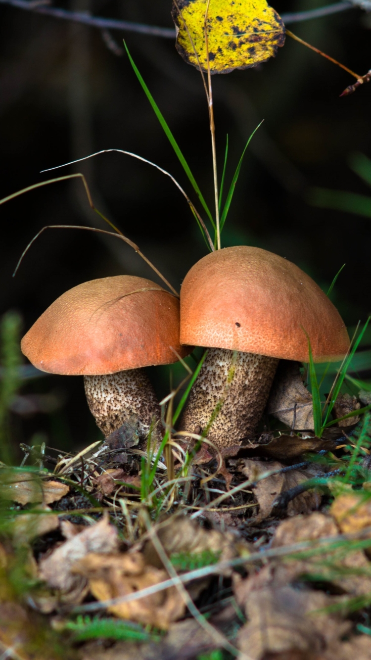 Téléchargez des papiers peints mobile Automne, Fermer, Tomber, Champignon, La Nature, Terre/nature gratuitement.