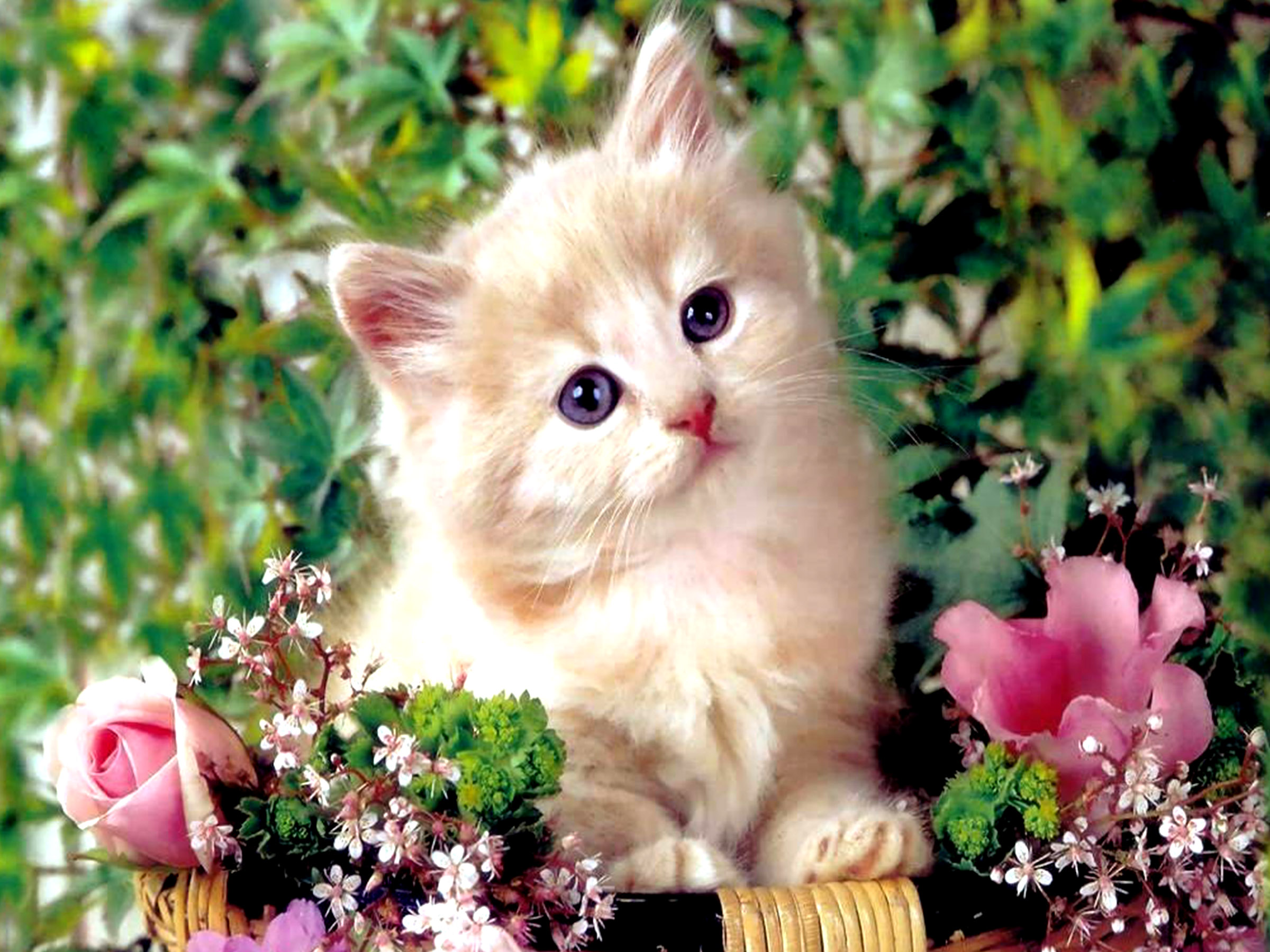 animal, persian cat, cat, flower, kitten