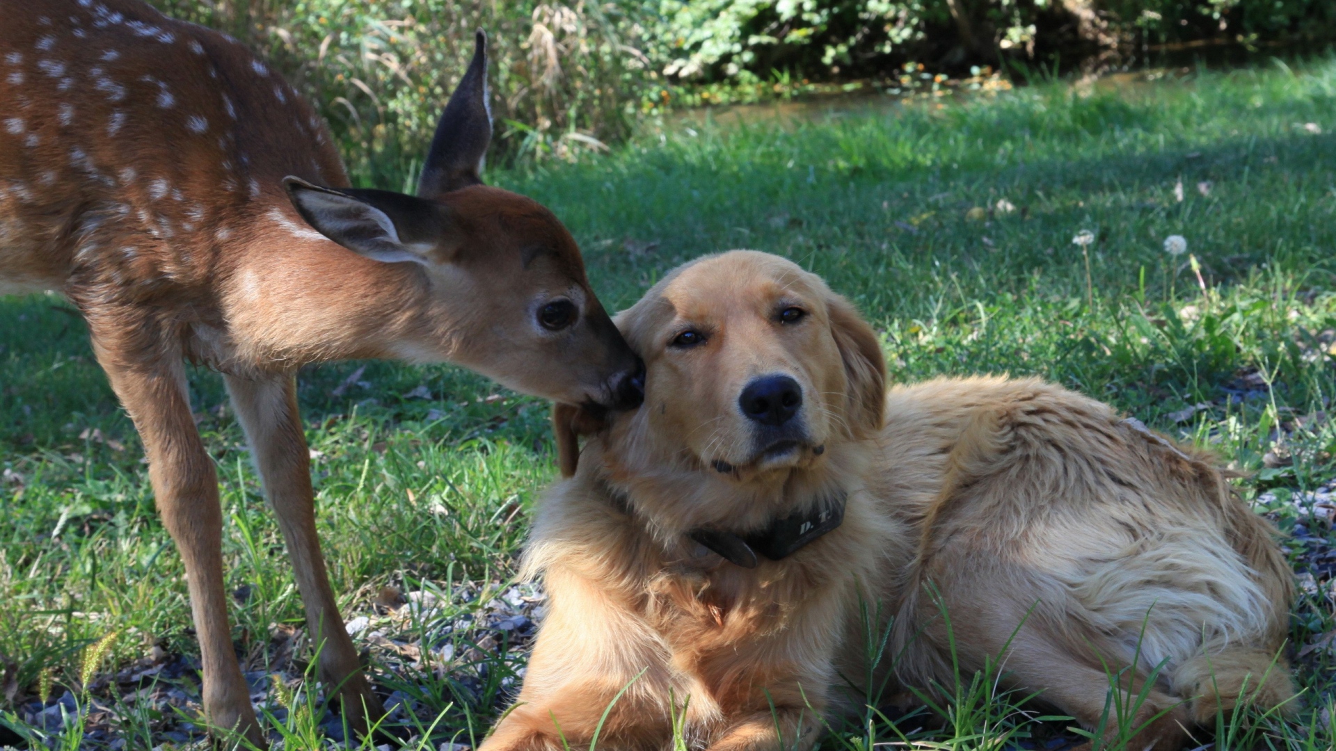 Laden Sie das Tiere, Liebe, Hund, Süß, Kitz, Reh-Bild kostenlos auf Ihren PC-Desktop herunter