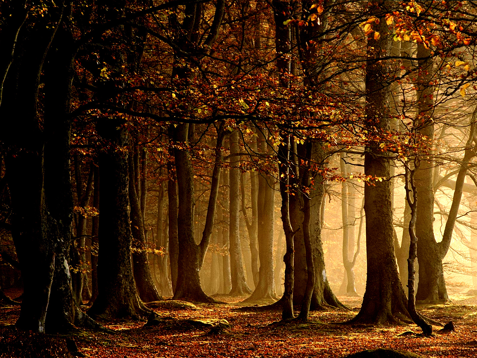 1076667 baixar imagens outono, terra/natureza, floresta, árvore - papéis de parede e protetores de tela gratuitamente