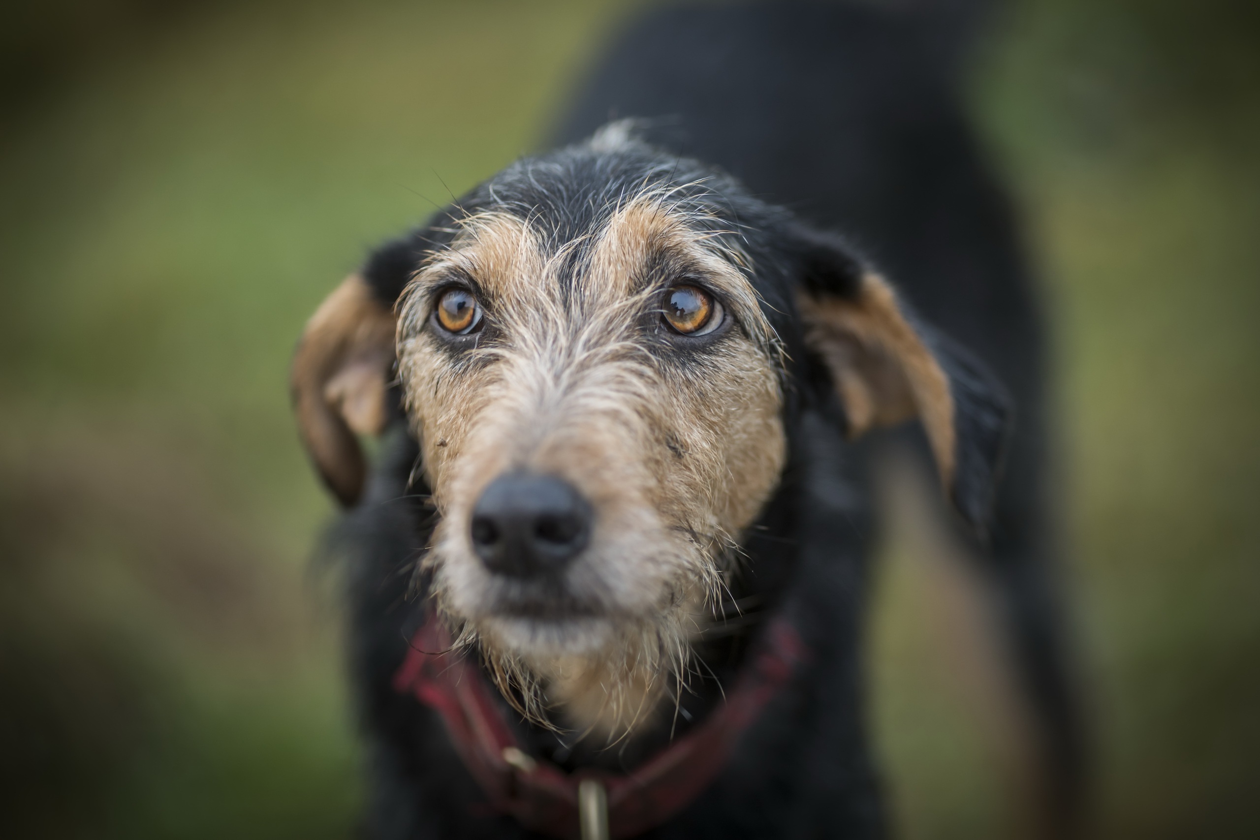 Baixe gratuitamente a imagem Animais, Cães, Cão, Borrão na área de trabalho do seu PC