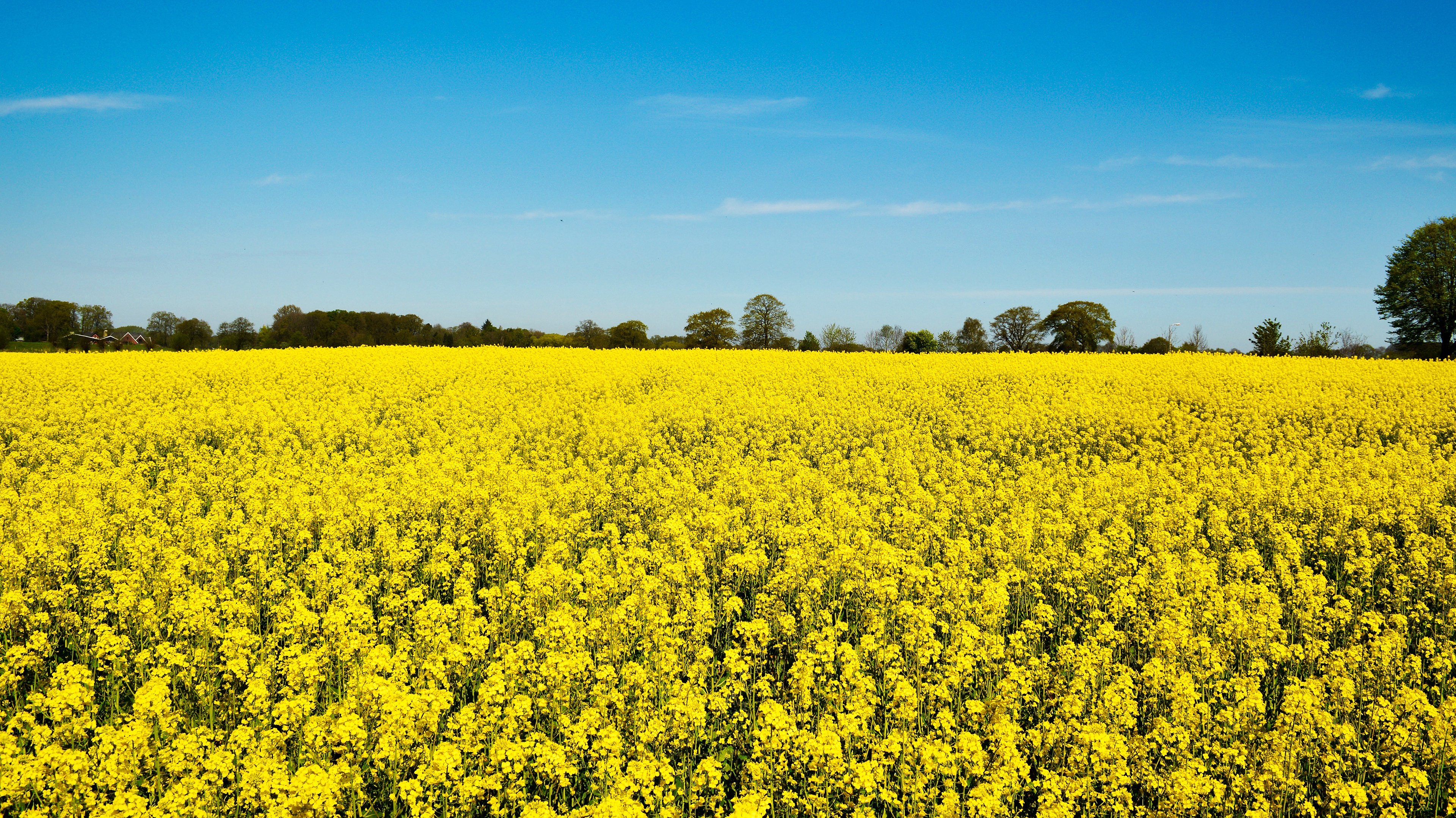 Download mobile wallpaper Nature, Summer, Flower, Earth, Field, Yellow Flower, Rapeseed for free.