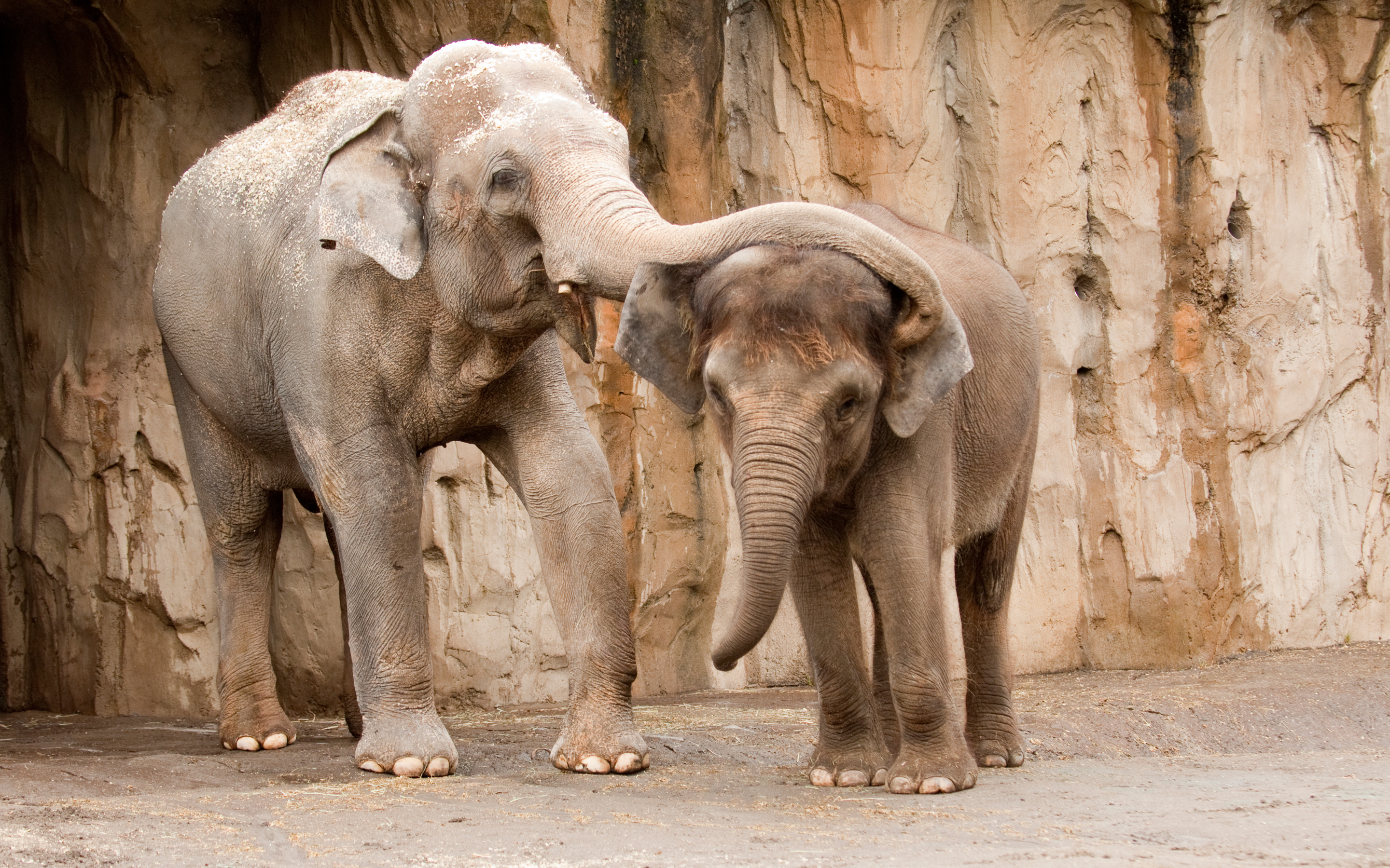 318244 Hintergrundbild herunterladen tiere, asiatischer elefant, elefanten - Bildschirmschoner und Bilder kostenlos