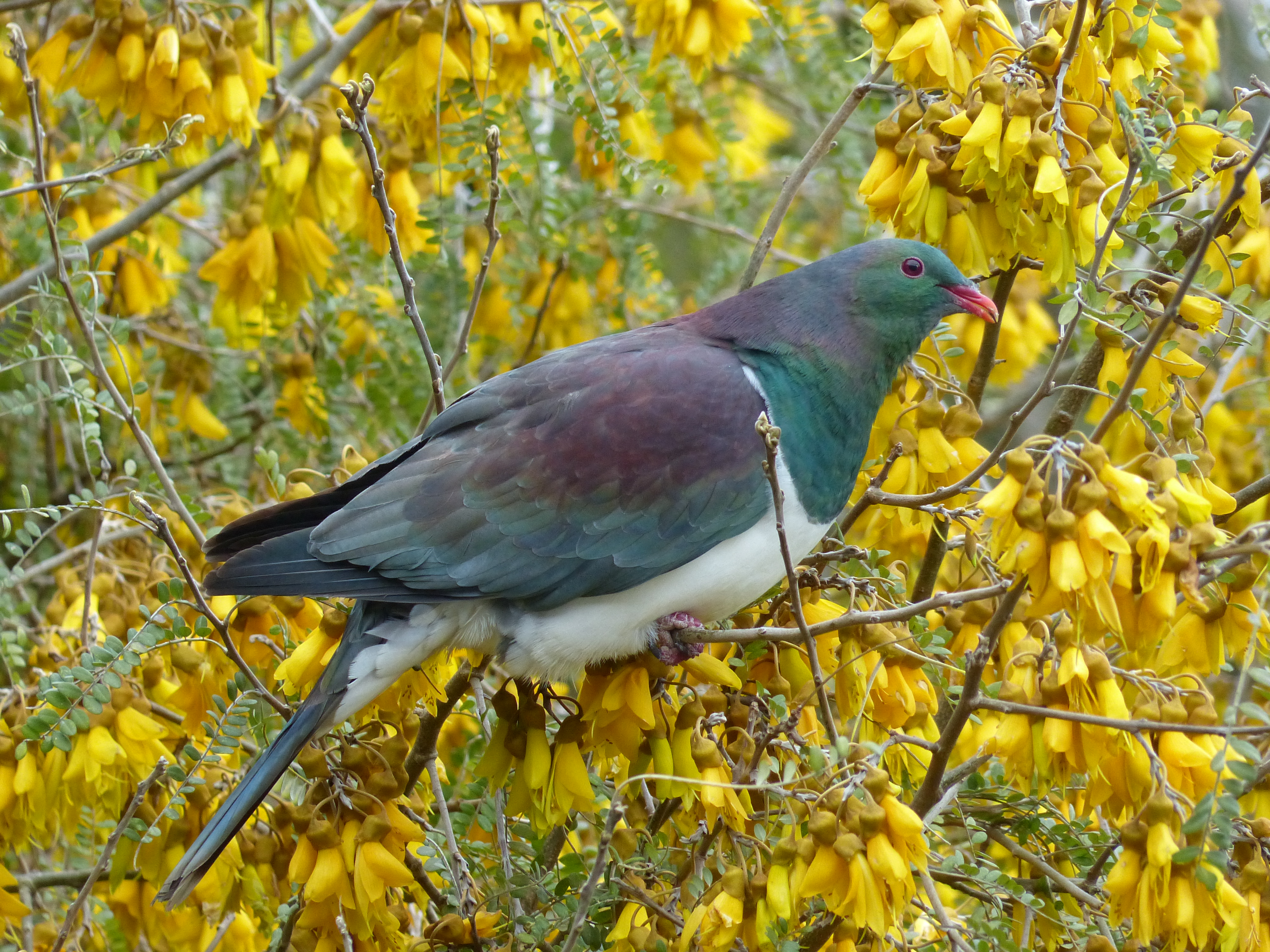 Baixe gratuitamente a imagem Animais, Aves, Pássaro na área de trabalho do seu PC