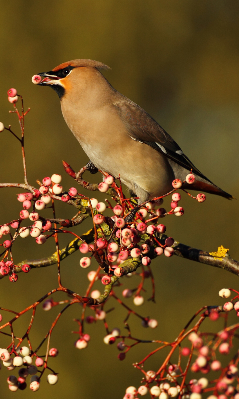 Download mobile wallpaper Bird, Birds, Animal for free.