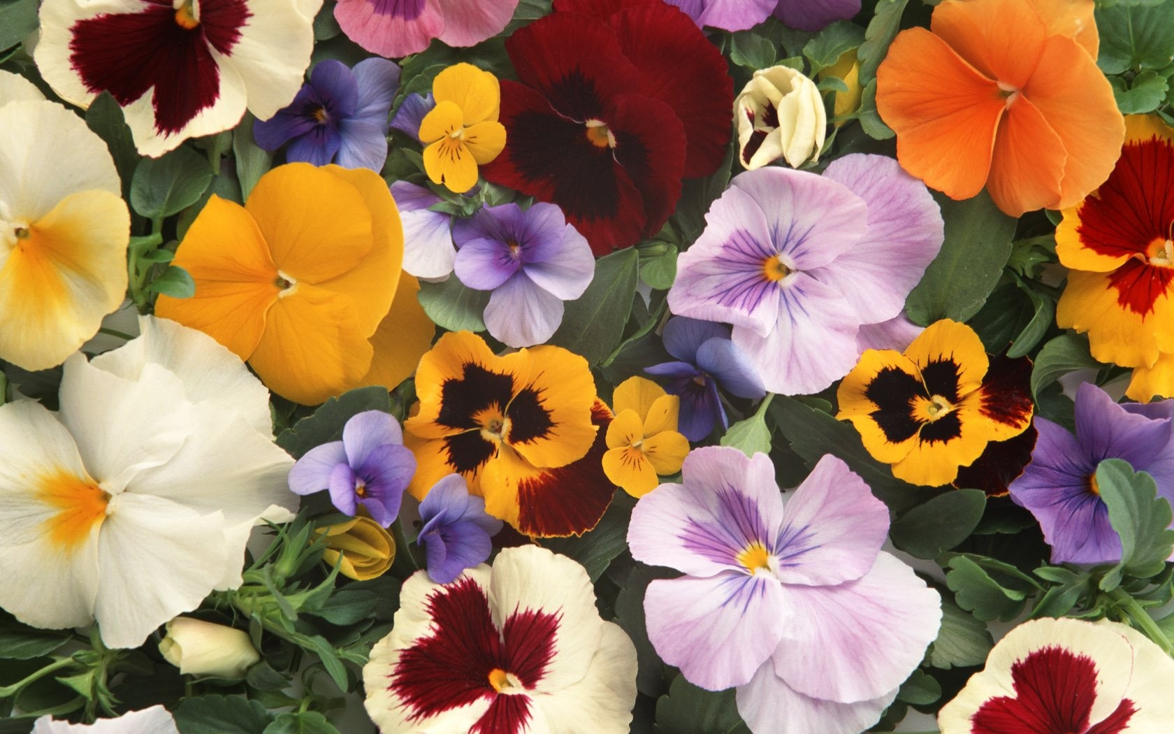 Handy-Wallpaper Blumen, Stiefmütterchen, Blume, Nahansicht, Bunt, Erde/natur kostenlos herunterladen.