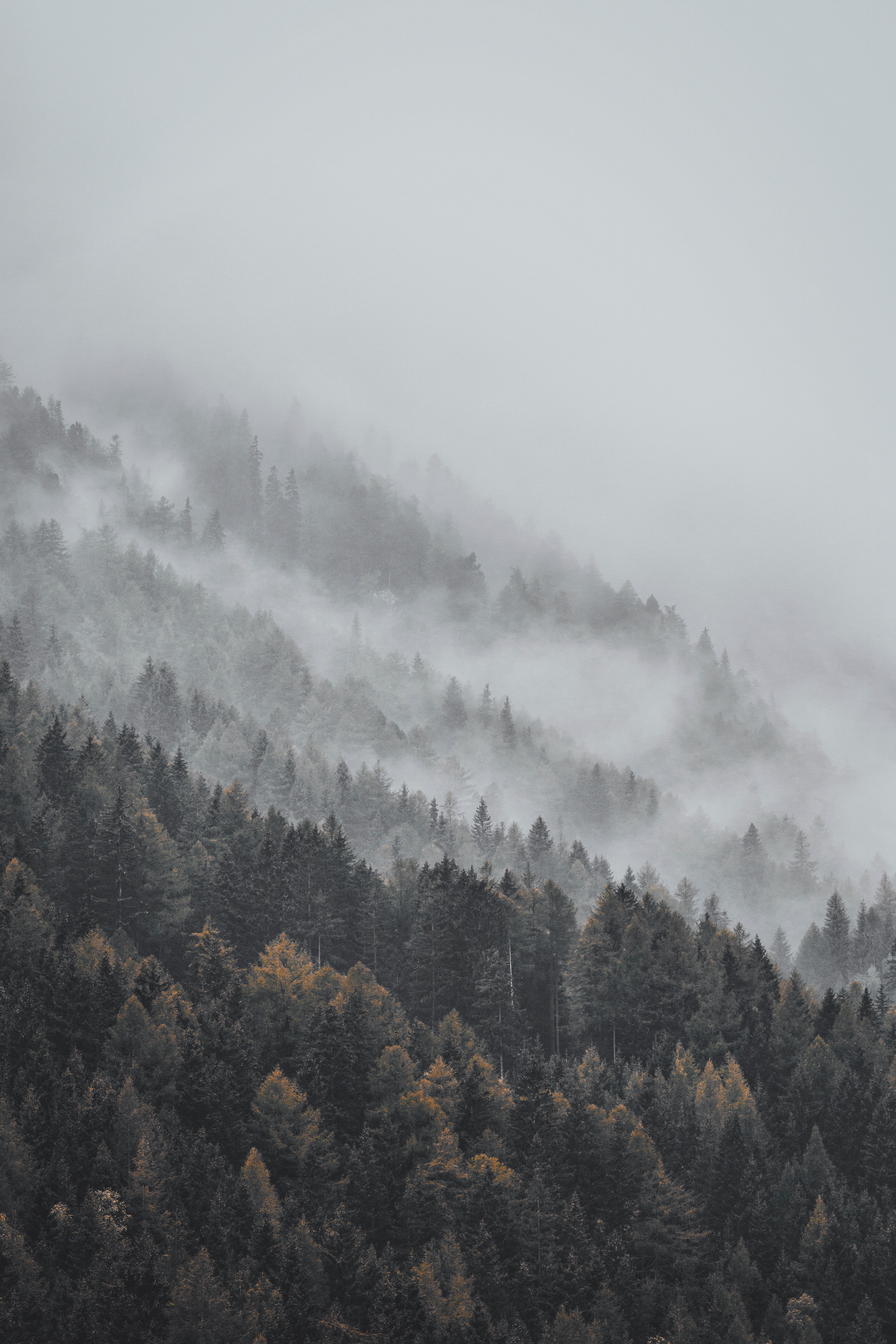 Скачать картинку Верхушки, Туман, Деревья, Природа, Лес, Пейзаж в телефон бесплатно.