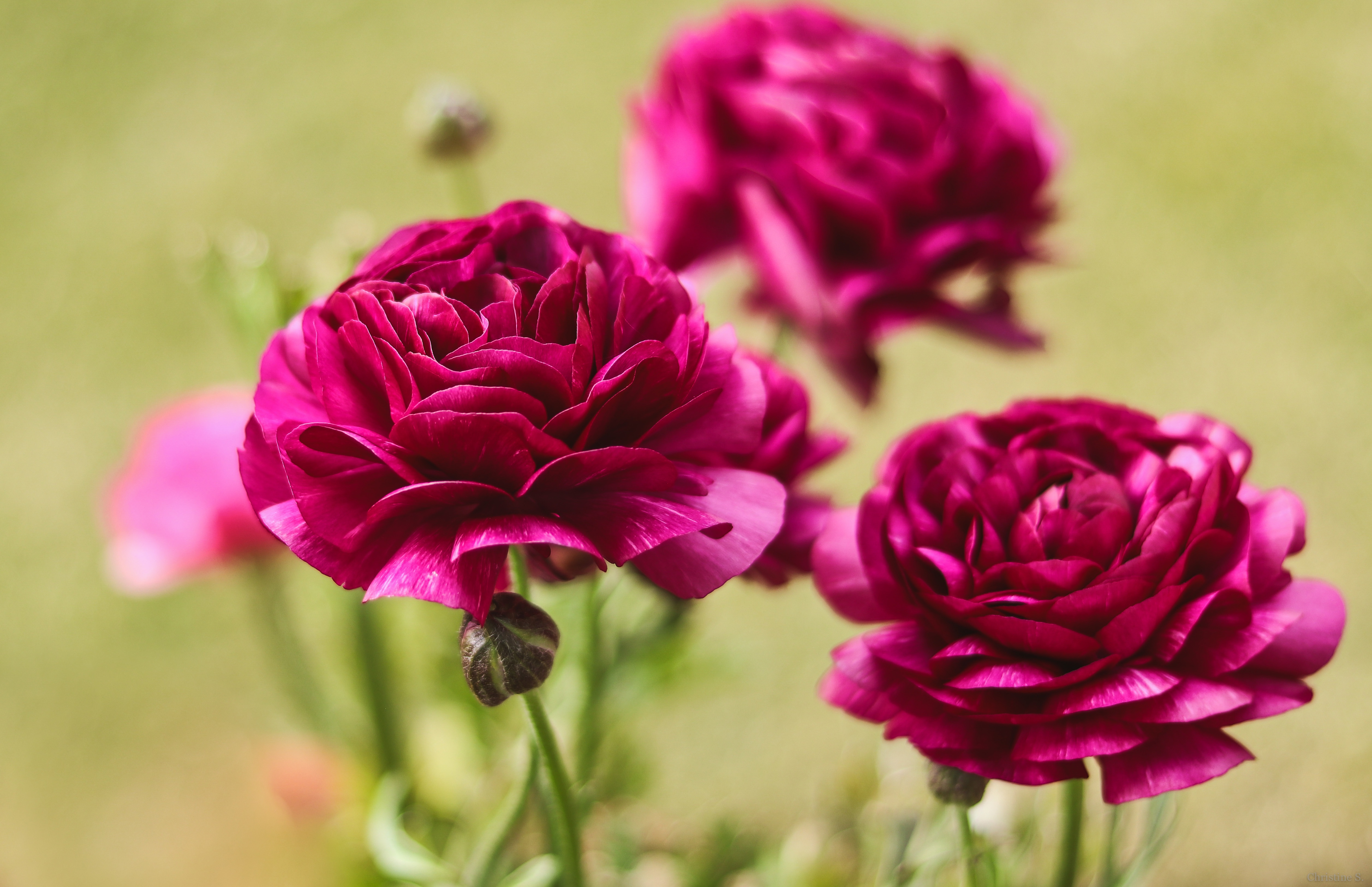 Laden Sie das Blumen, Erde/natur, Ranunkeln-Bild kostenlos auf Ihren PC-Desktop herunter