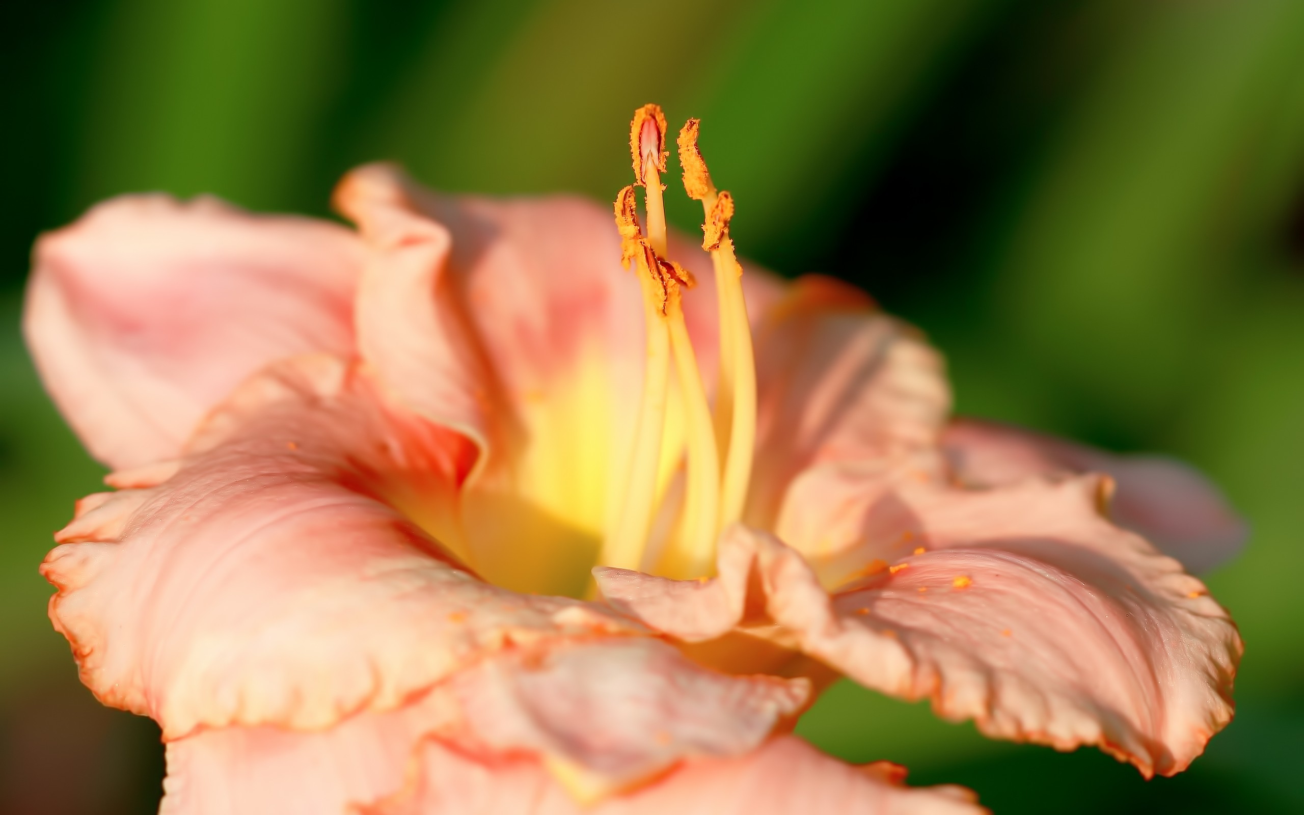 Baixe gratuitamente a imagem Flores, Flor, Terra/natureza na área de trabalho do seu PC